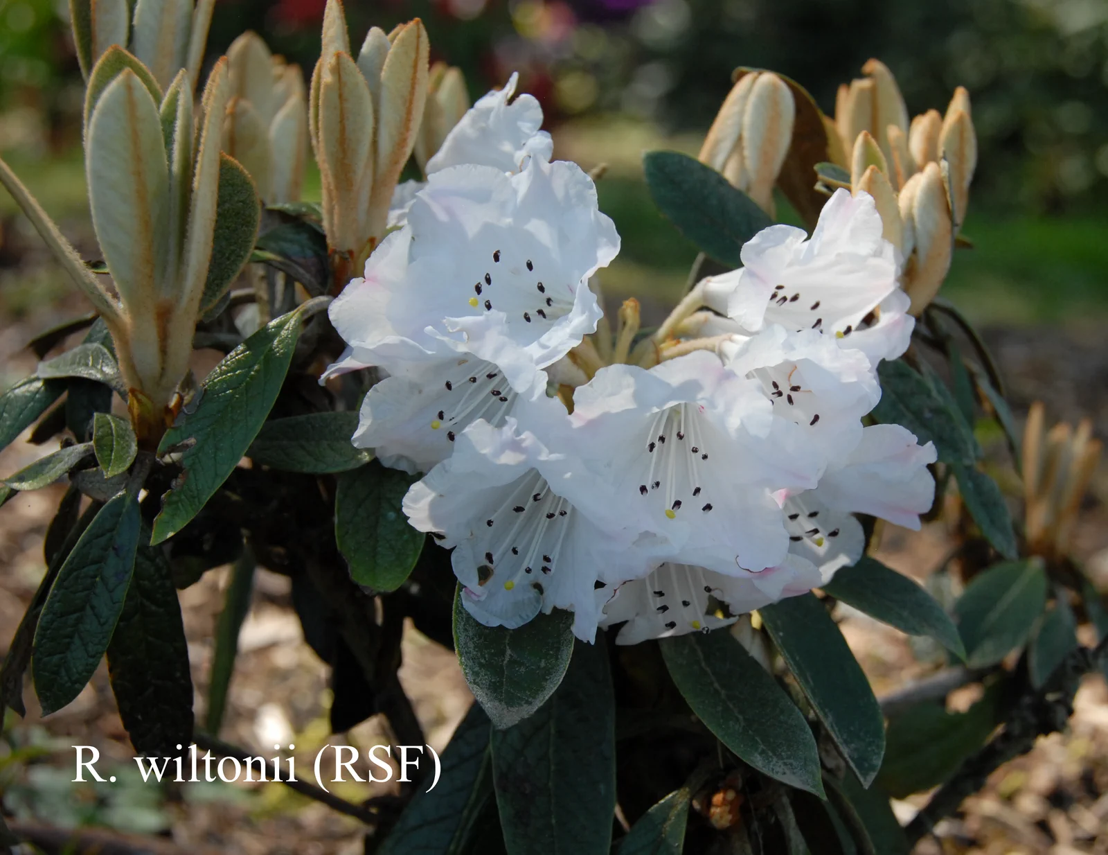 R. wiltonii photo of R. wiltonii. RSF. Location: Fearing's Farm Nursery, Abbotsford, BC, Canada. Photo by: Harold Fearing