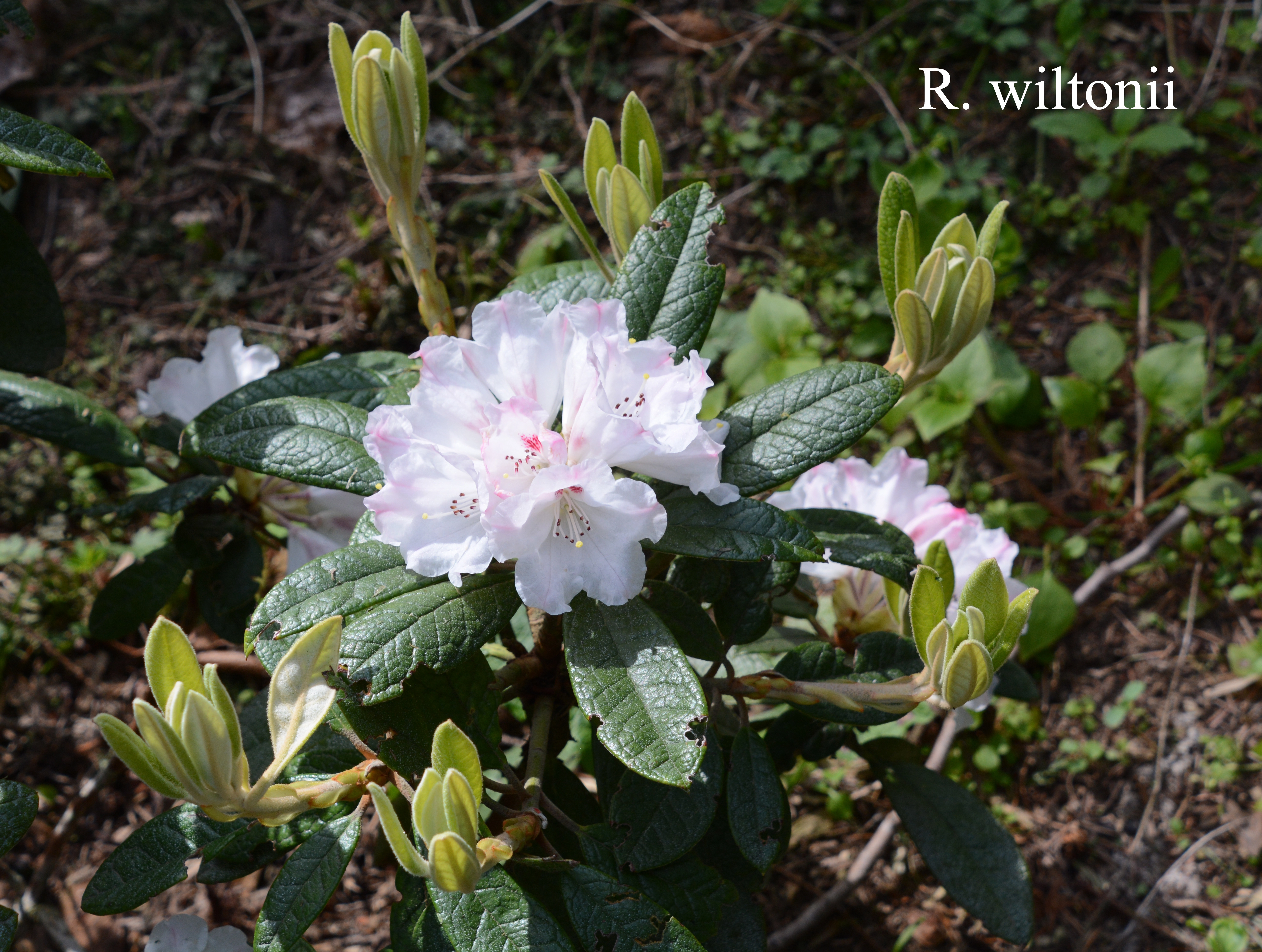 Rhododendron wiltonii photo