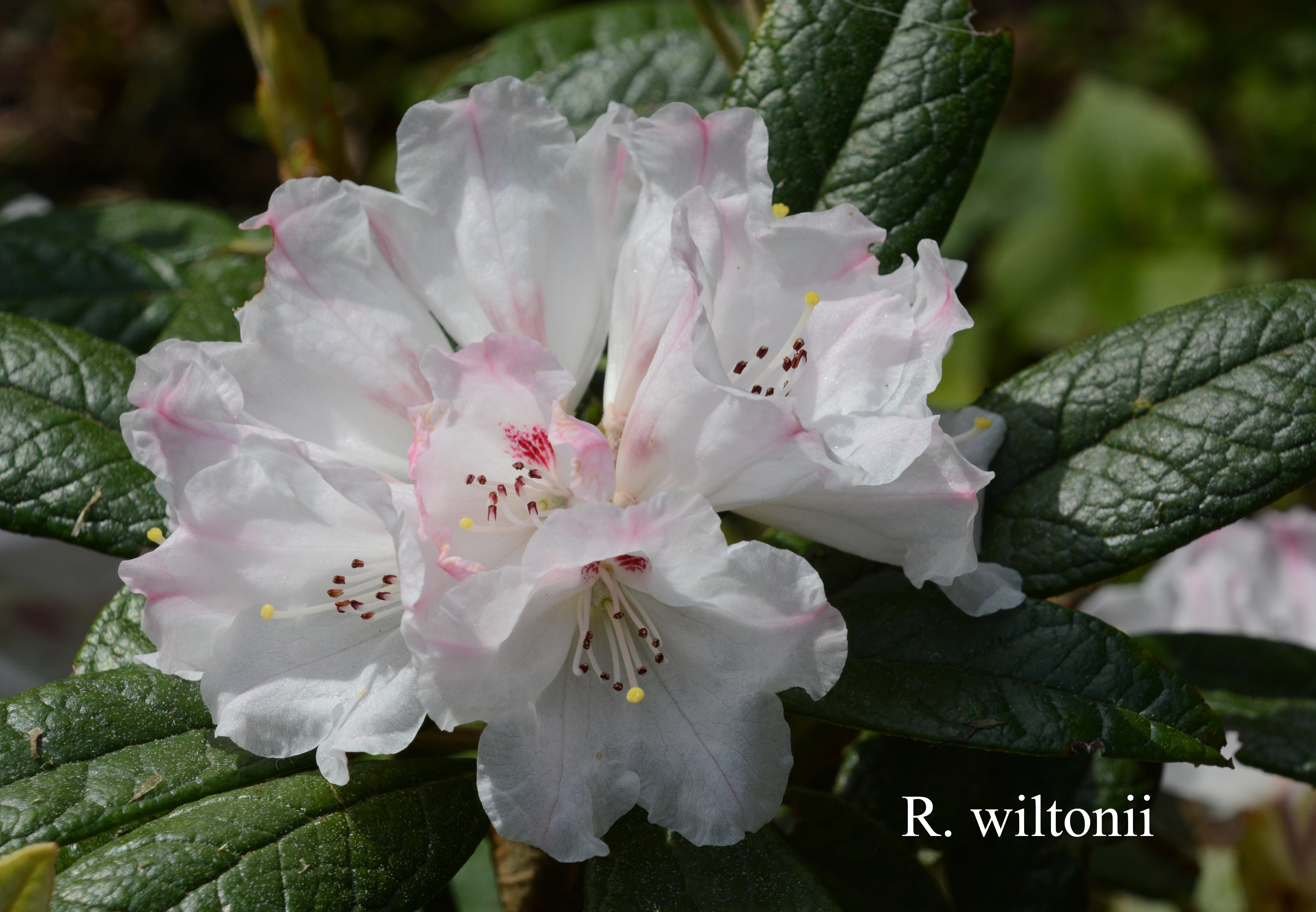 Rhododendron wiltonii photo