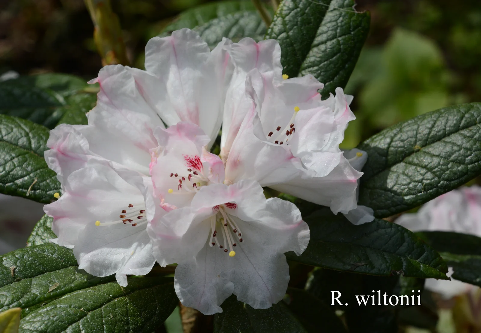R. wiltonii photo of R. wiltonii. Location: Fearing's Farm Nursery, Abbotsford, BC, Canada. Photo by: Harold Fearing