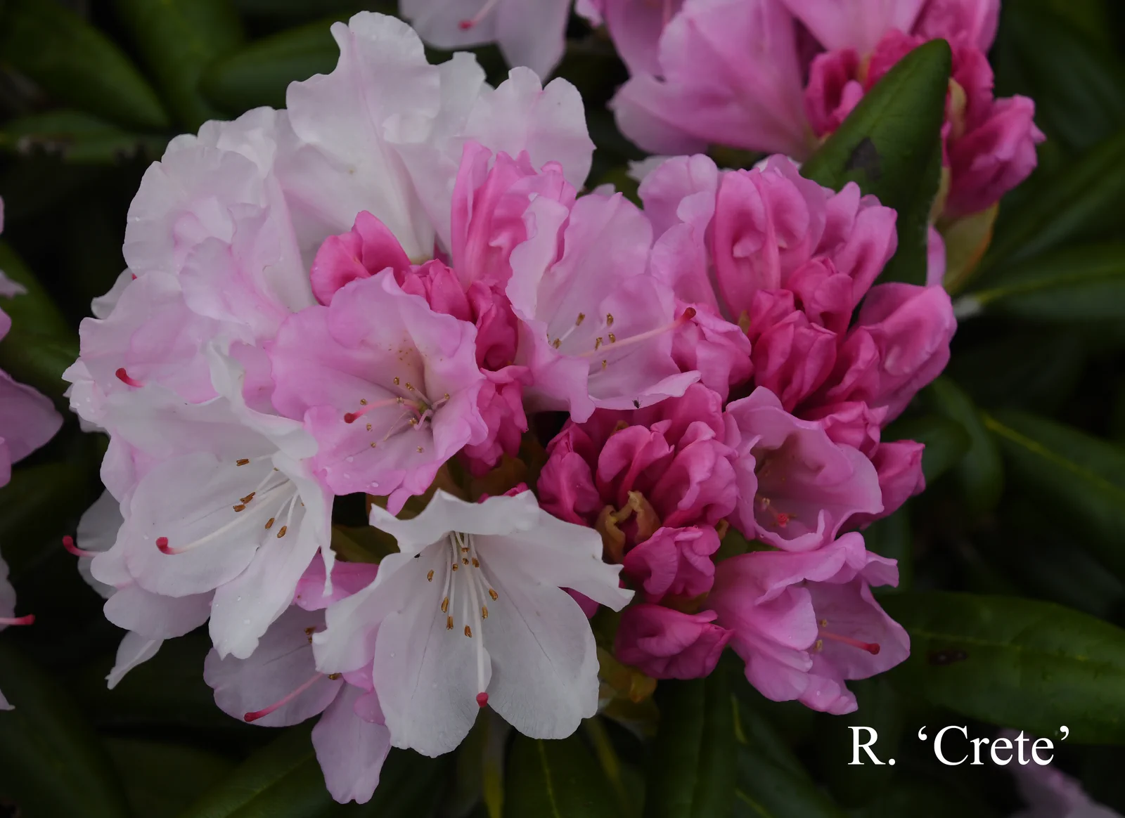 R. 'Crete' photo of R. 'Crete'. Location: Fearing's Farm Nursery, Abbotsford, BC, Canada. Photo by: Harold Fearing