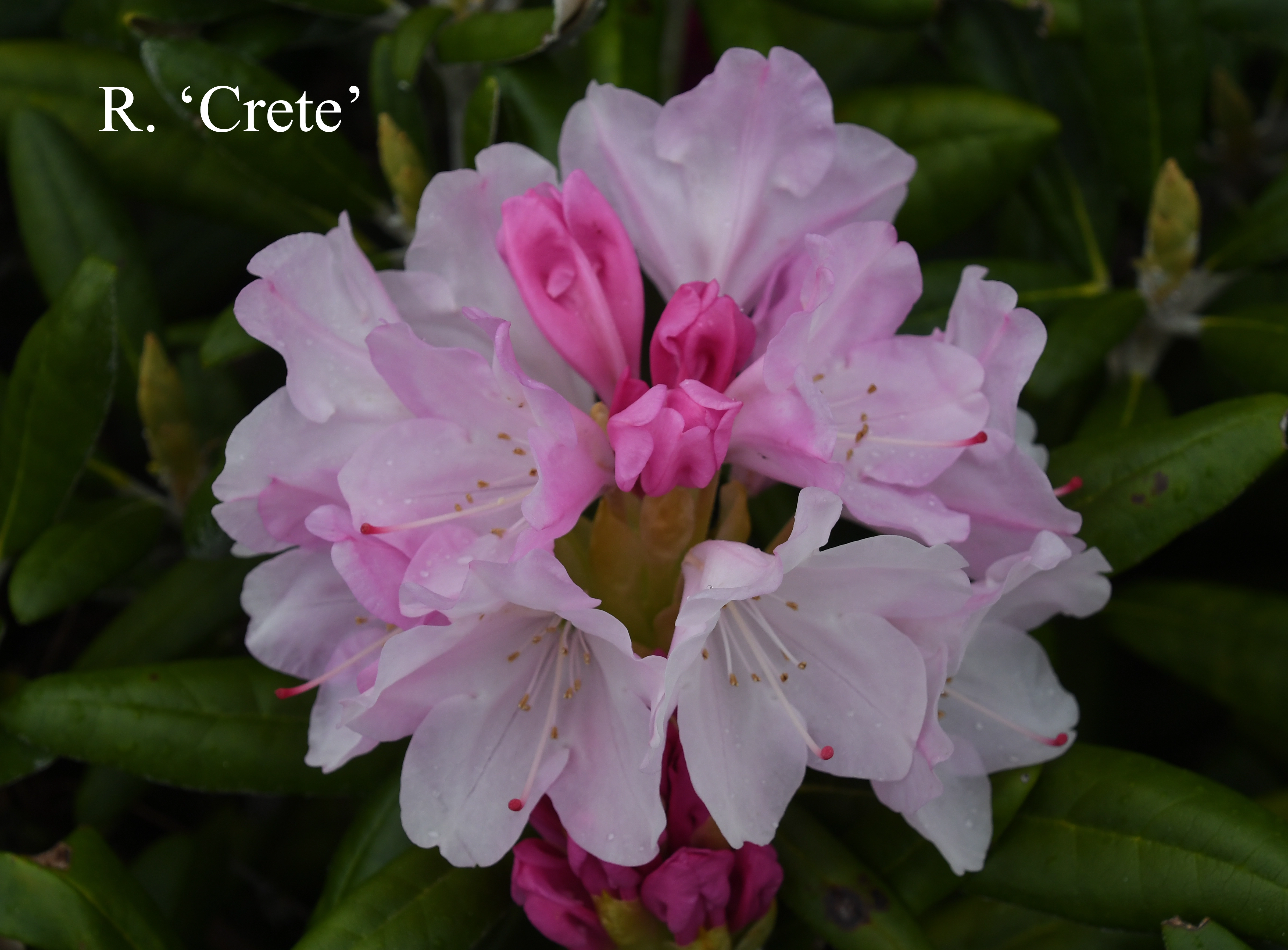 Rhododendron Crete photo