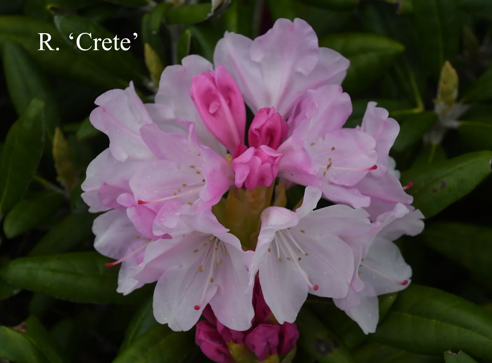 R. 'Crete' photo of R. 'Crete'. Location: Fearing's Farm Nursery, Abbotsford, BC, Canada. Photo by: Harold Fearing