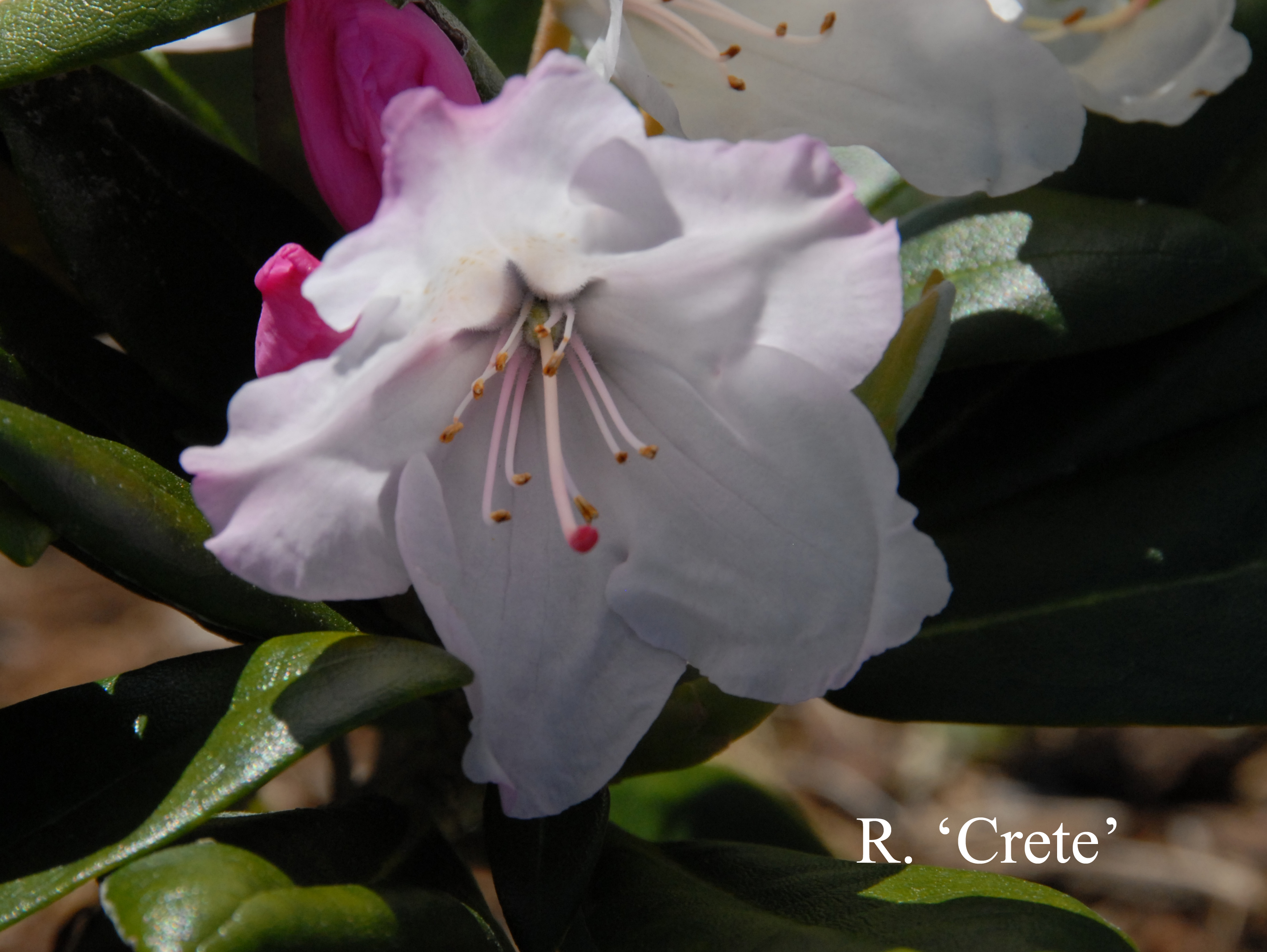 Rhododendron Crete photo