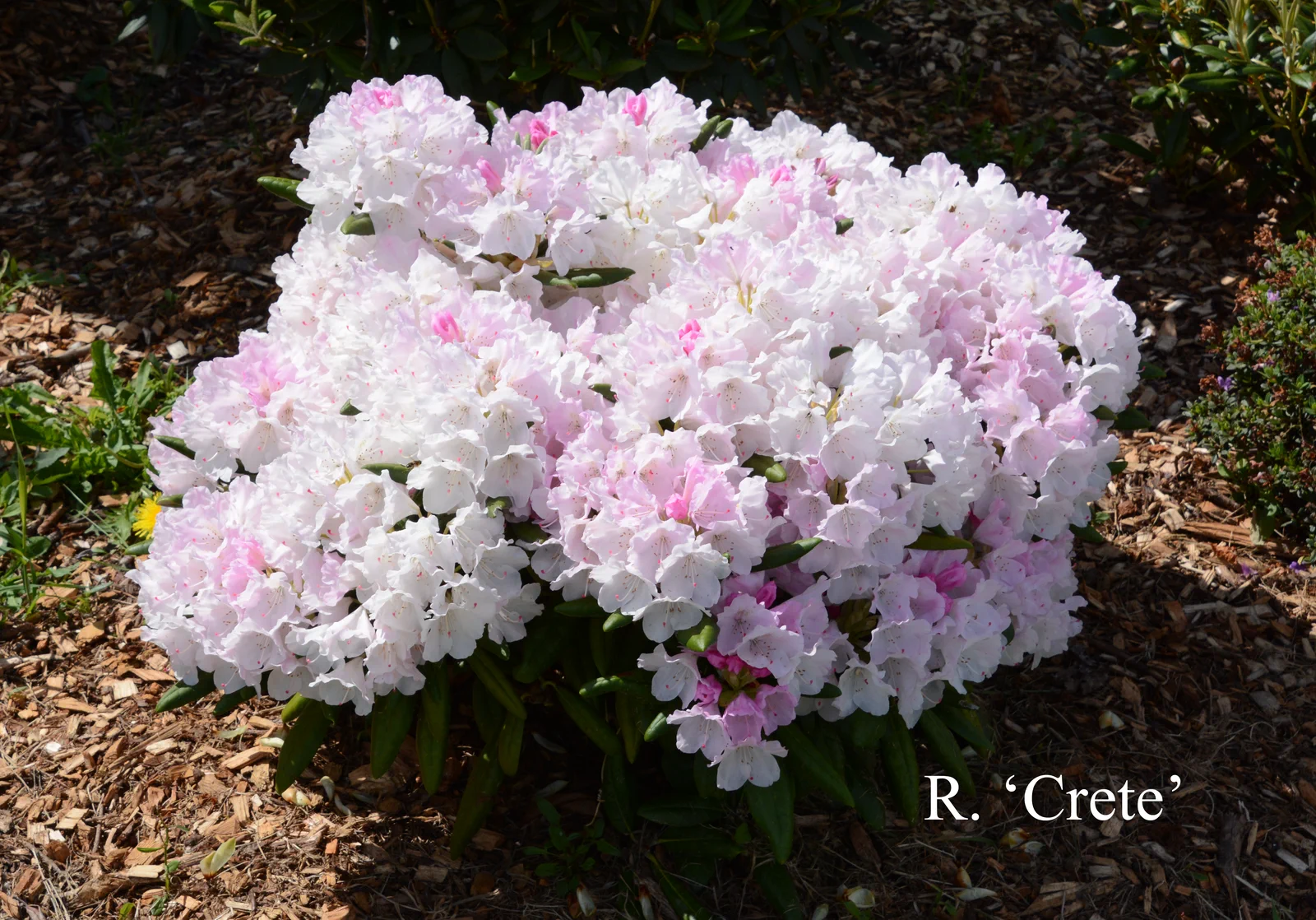 R. 'Crete' photo of R. 'Crete'. Location: Fearing's Farm Nursery, Abbotsford, BC, Canada. Photo by: Harold Fearing