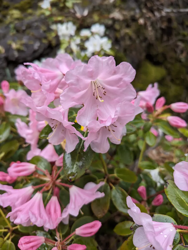Photo of R. 'Maureen', Rhododendron Hybrid