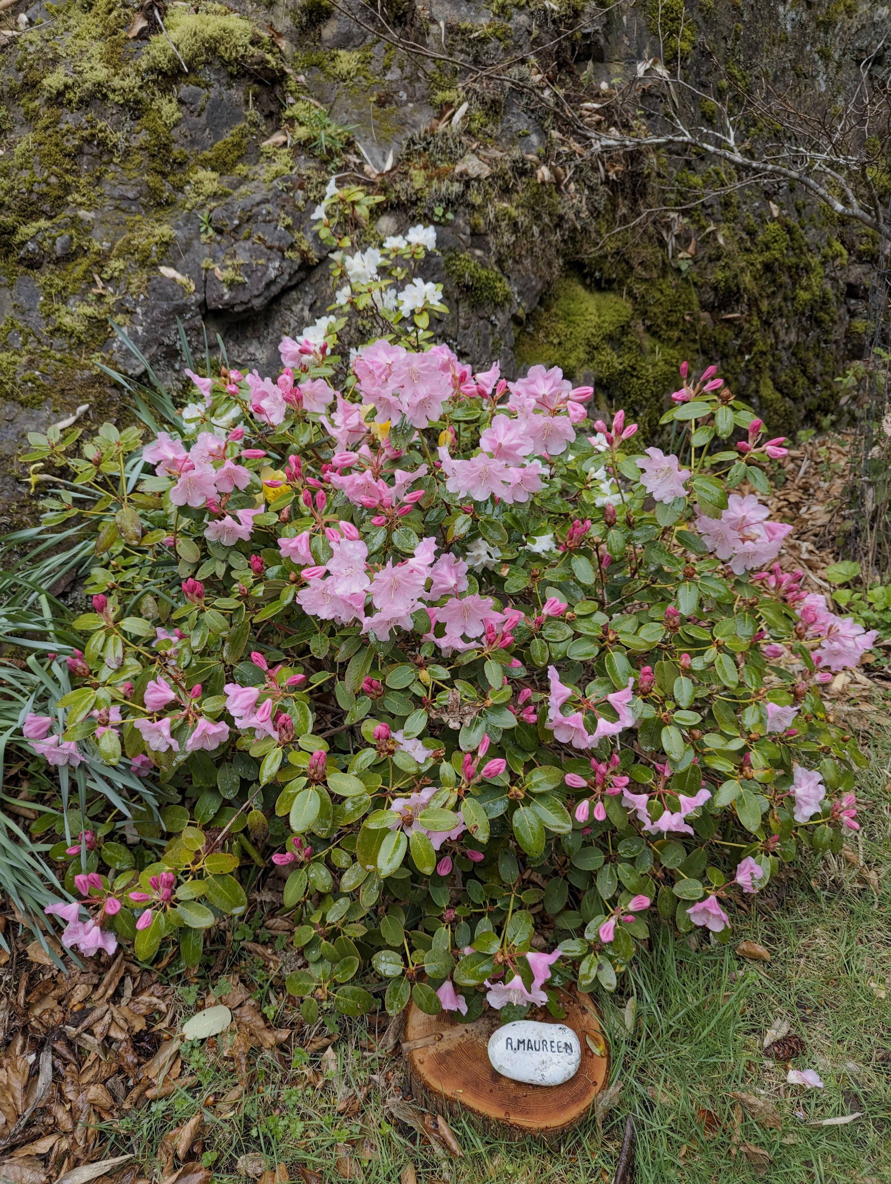 Rhododendron Maureen photo
