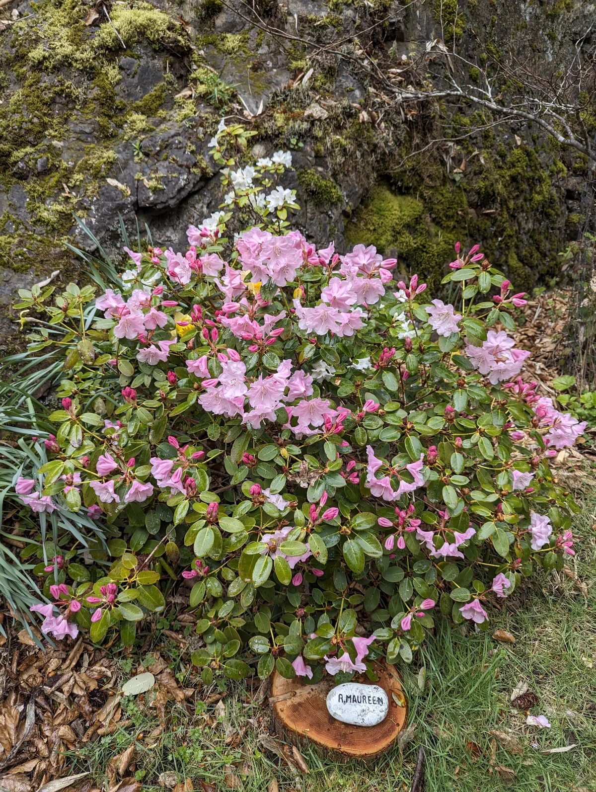 R. 'Maureen' photo of R. 'Maureen'. Habit. Location: Sooke, South Vancouver Island, BC, Canada. Photo by: John Verwolf