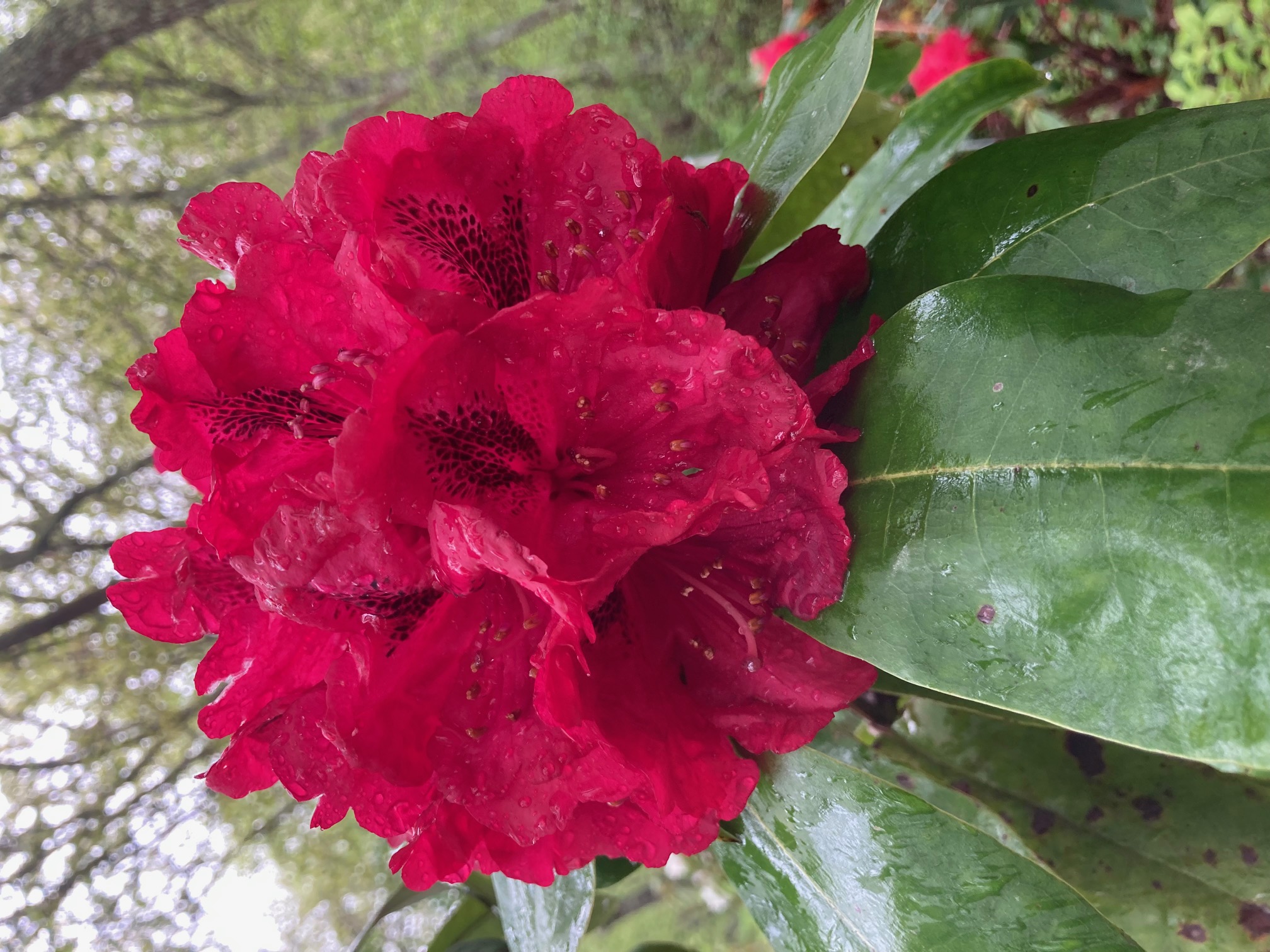 Rhododendron Trilby photo