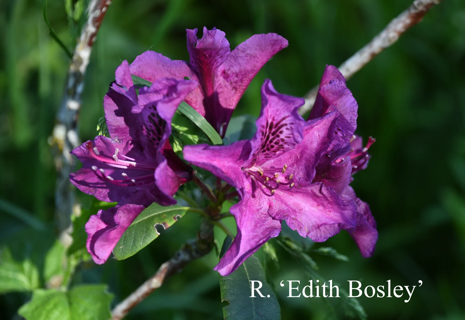R. 'Edith Bosley' photo of R. 'Edith Bosley'. Location: Fearing's Farm Nursery, Abbotsford, BC, Canada. Photo by: Harold Fearing
