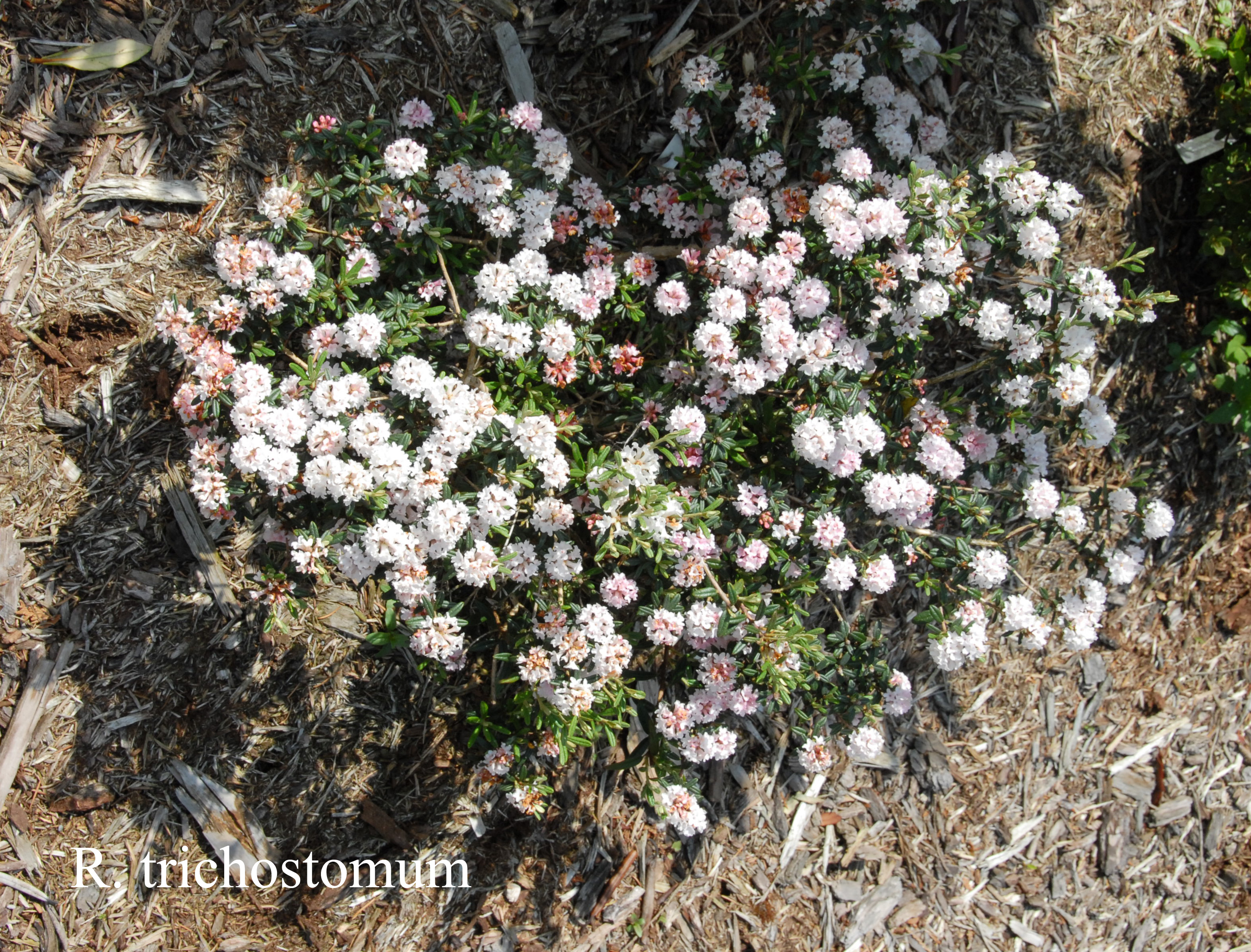 Rhododendron trichostomum photo