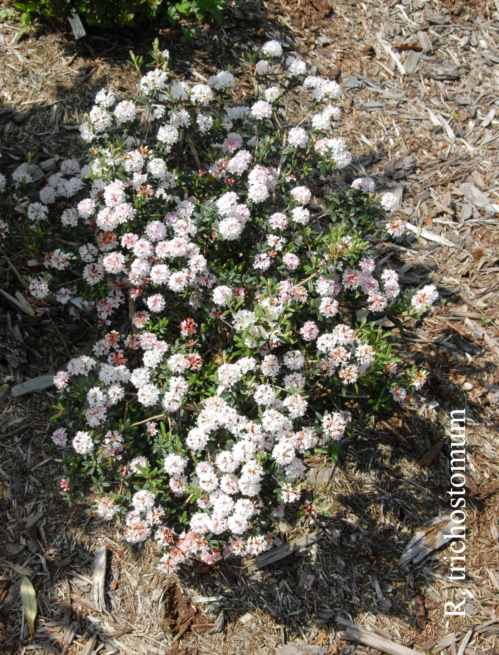 R. trichostomum photo of R. trichostomum. Location: Fearing's Farm Nursery, Abbotsford, BC, Canada. Photo by: Harold Fearing