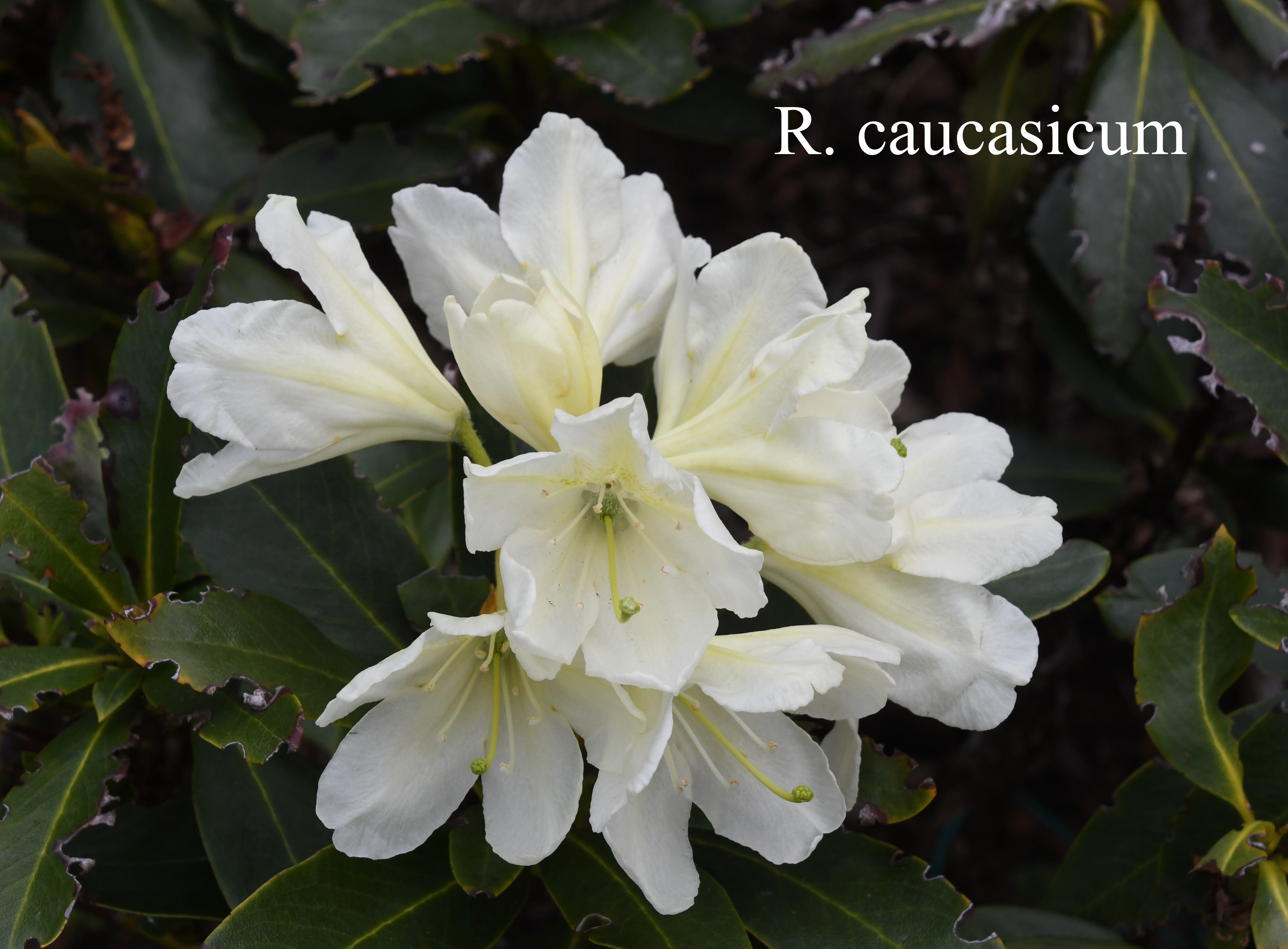 Rhododendron caucasicum photo