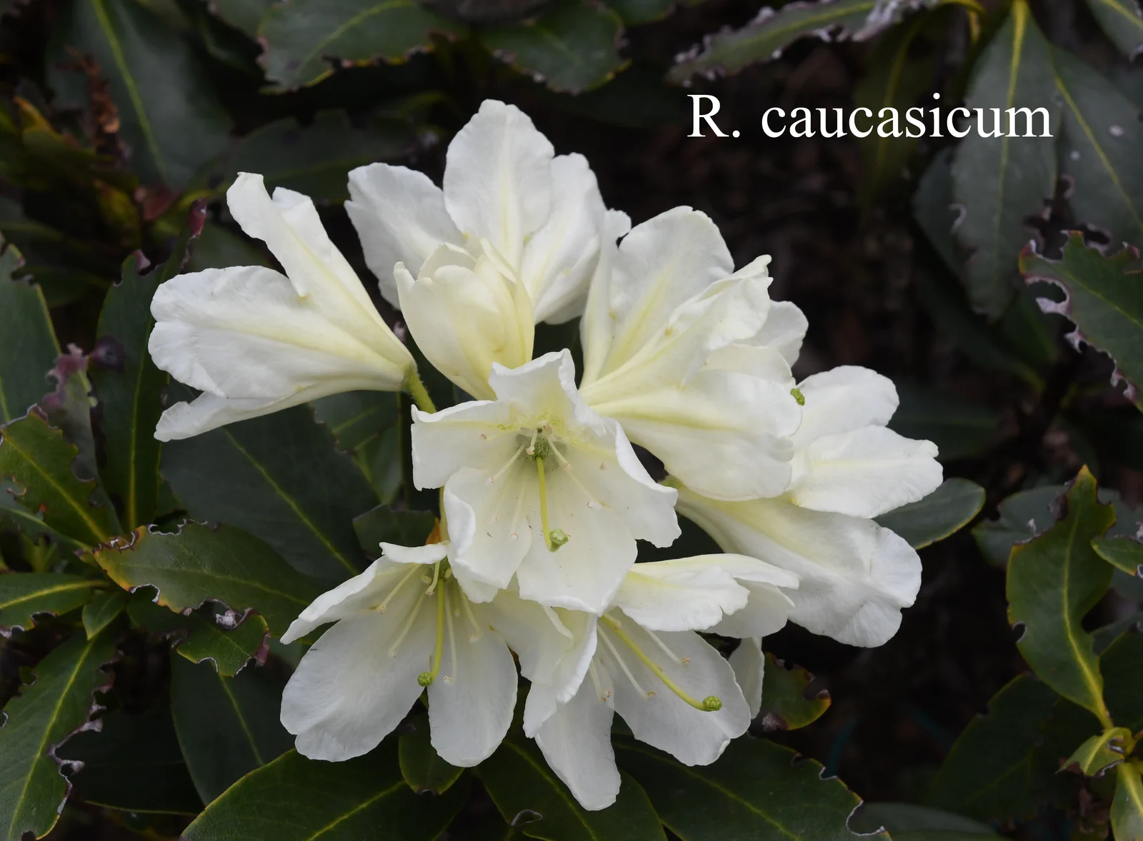R. caucasicum photo of R. caucasicum. Location: Fearing's Farm Nursery, Abbotsford, BC, Canada. Photo by: Harold Fearing