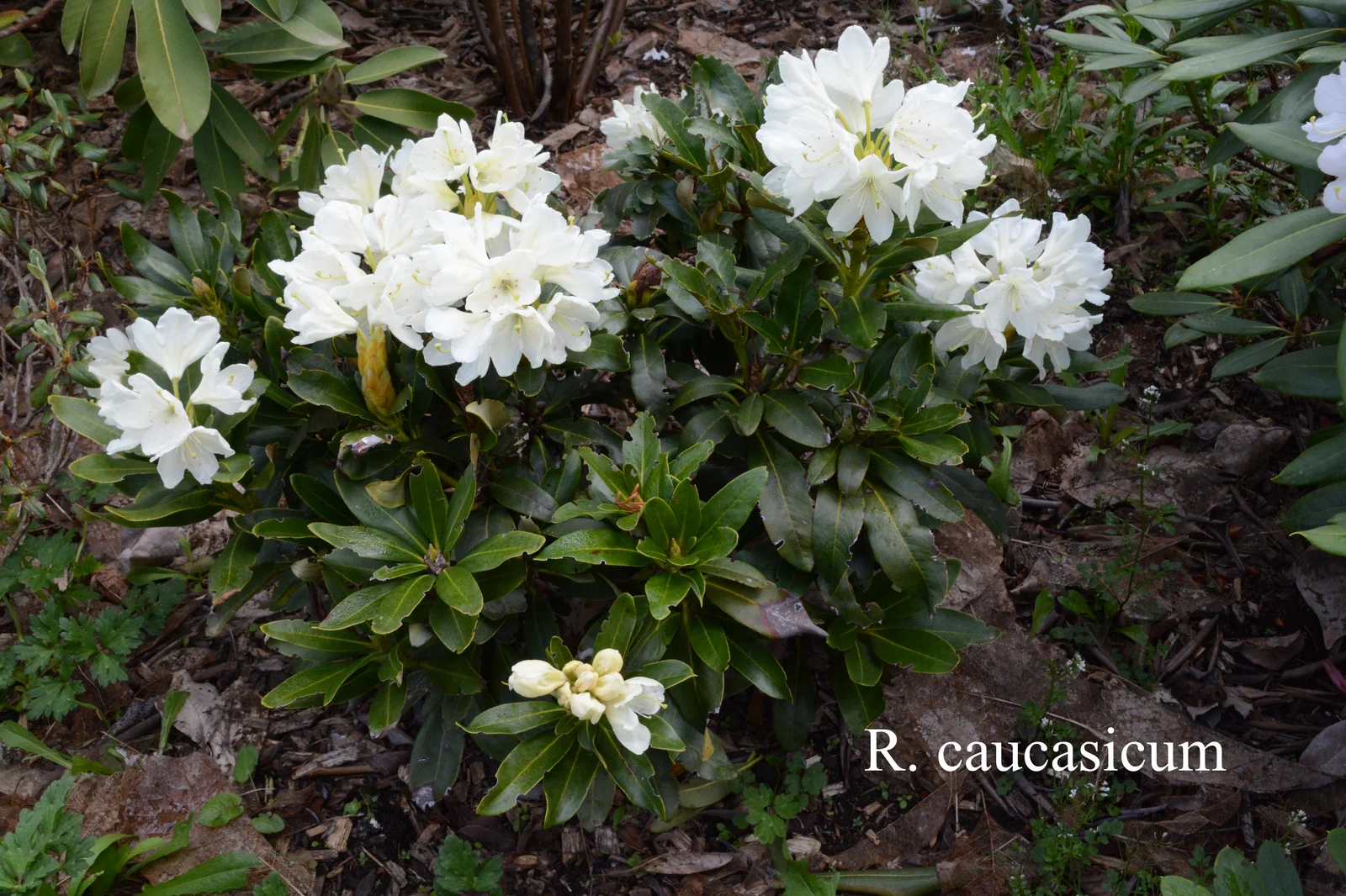 R. caucasicum photo of R. caucasicum. Location: Fearing's Farm Nursery, Abbotsford, BC, Canada. Photo by: Harold Fearing