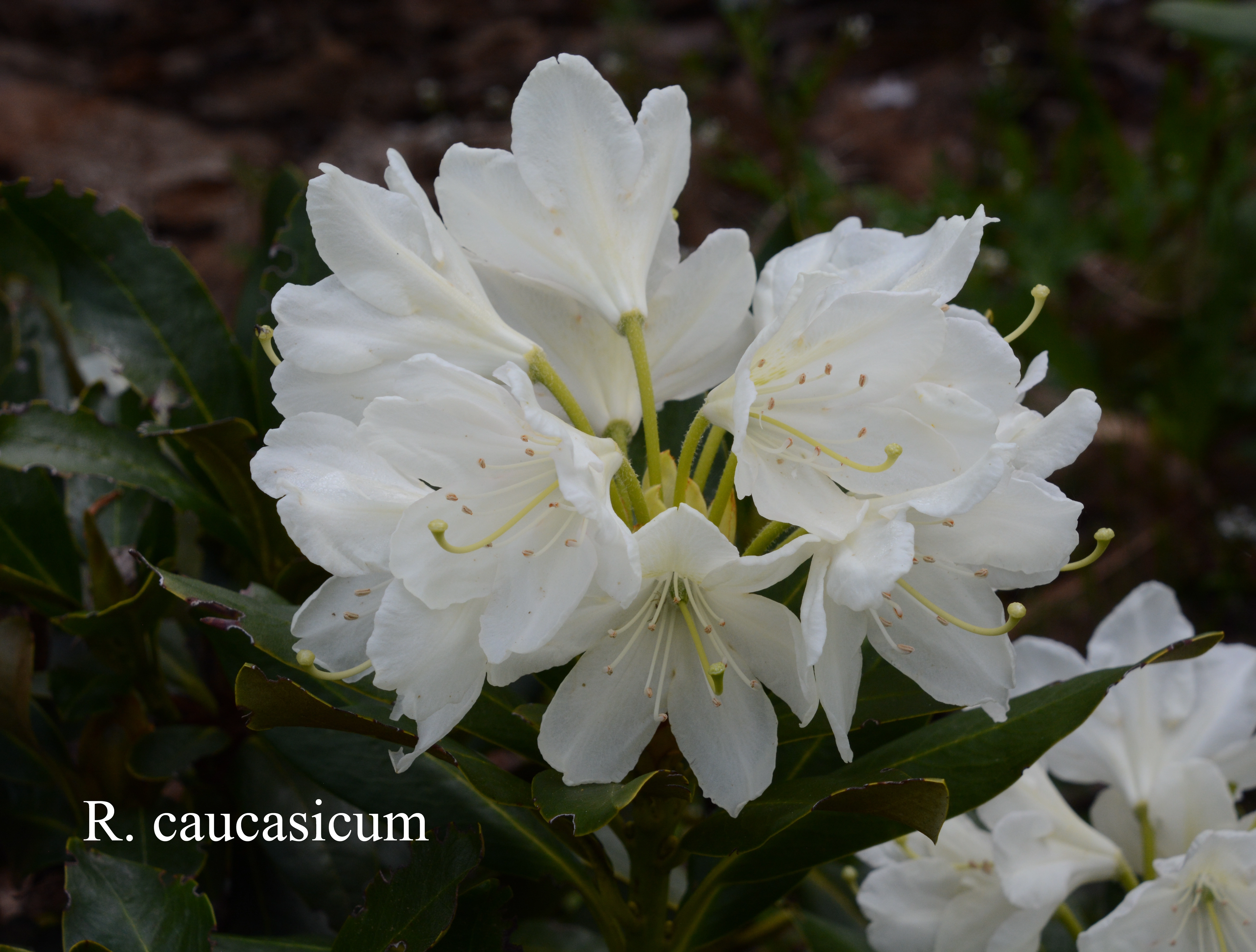 Rhododendron caucasicum photo