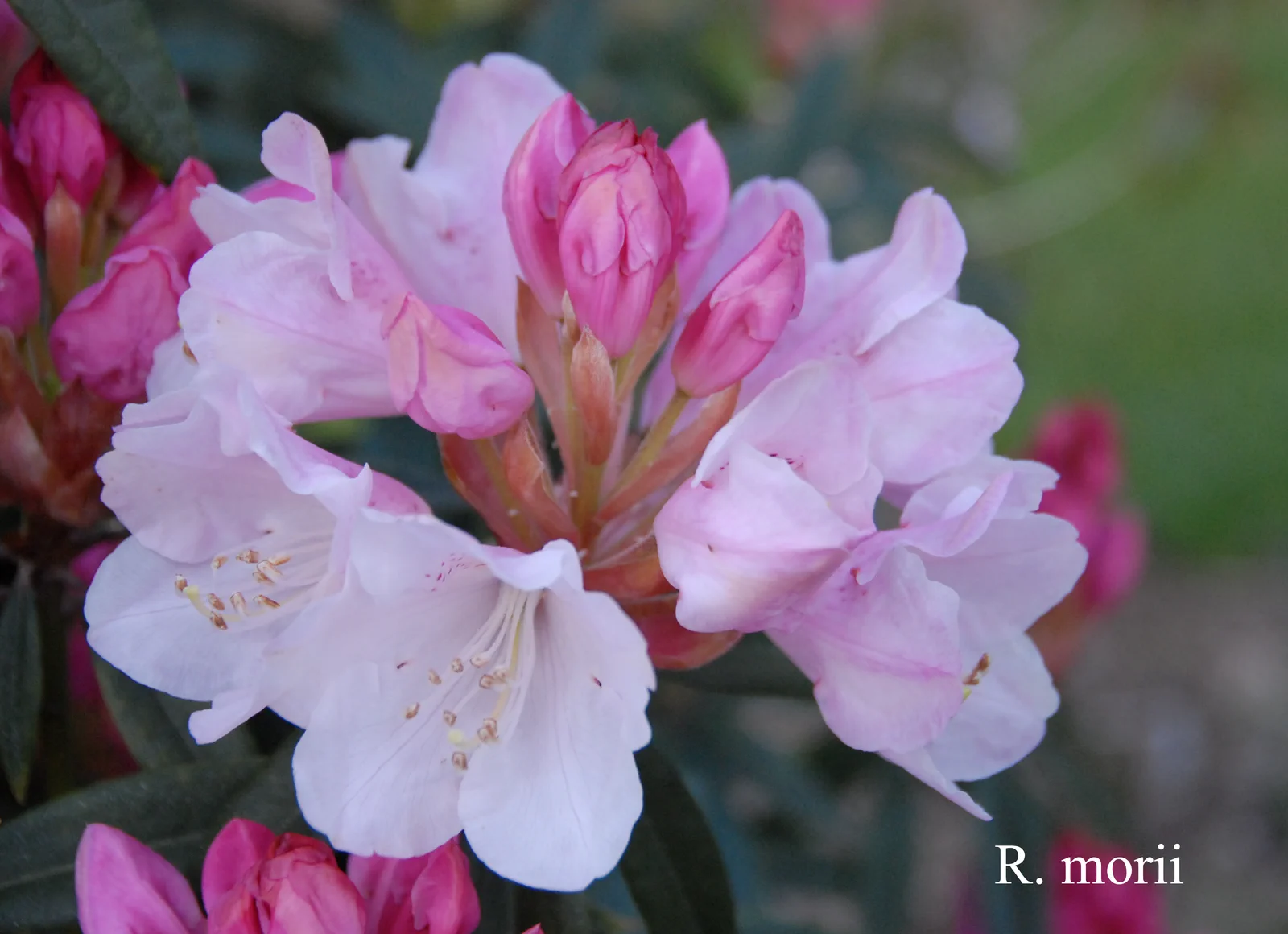 R. morii photo of R. morii. Location: Fearing's Farm Nursery, Abbotsford, BC, Canada. Photo by: Harold Fearing