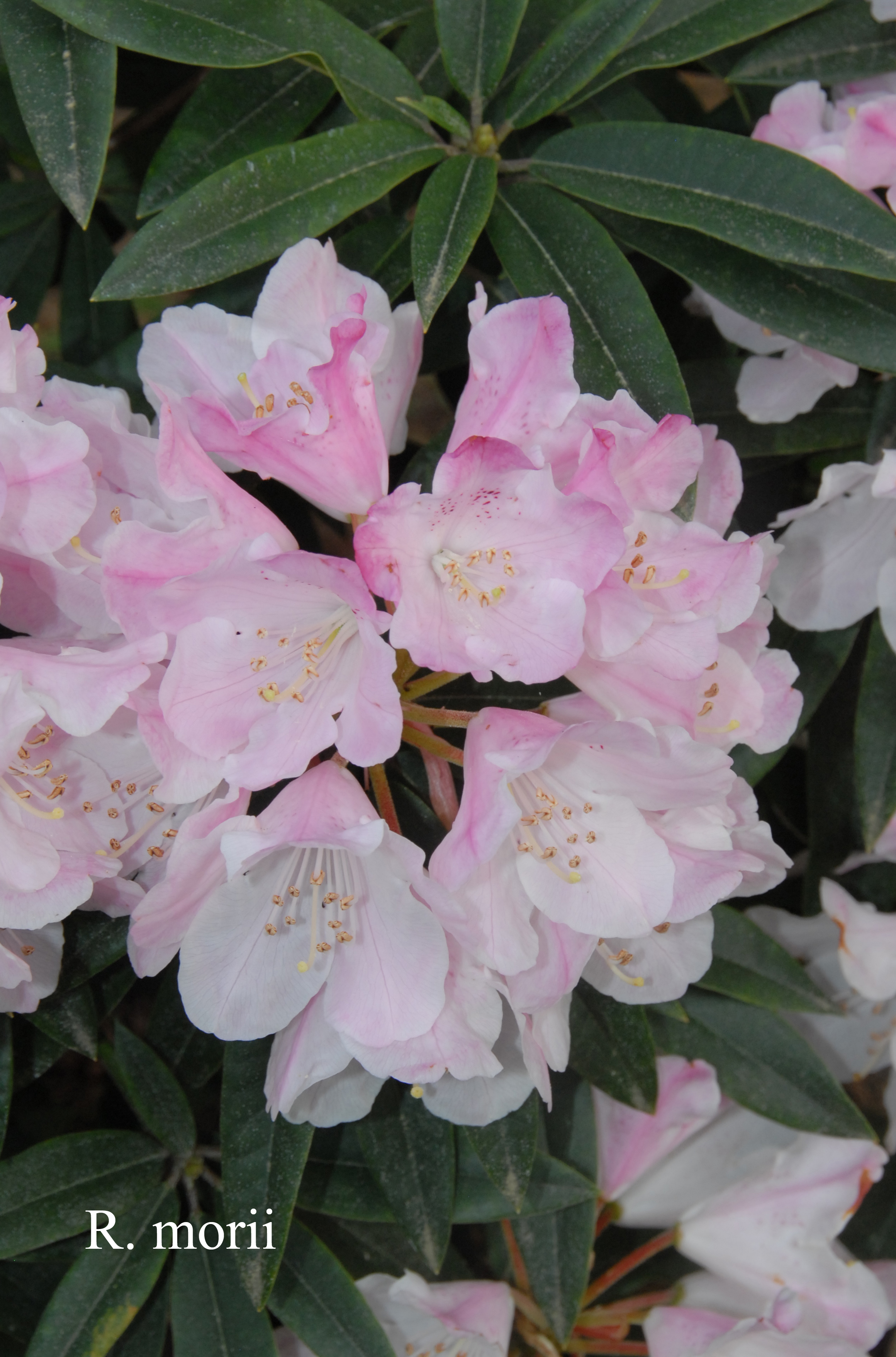 Rhododendron morii photo