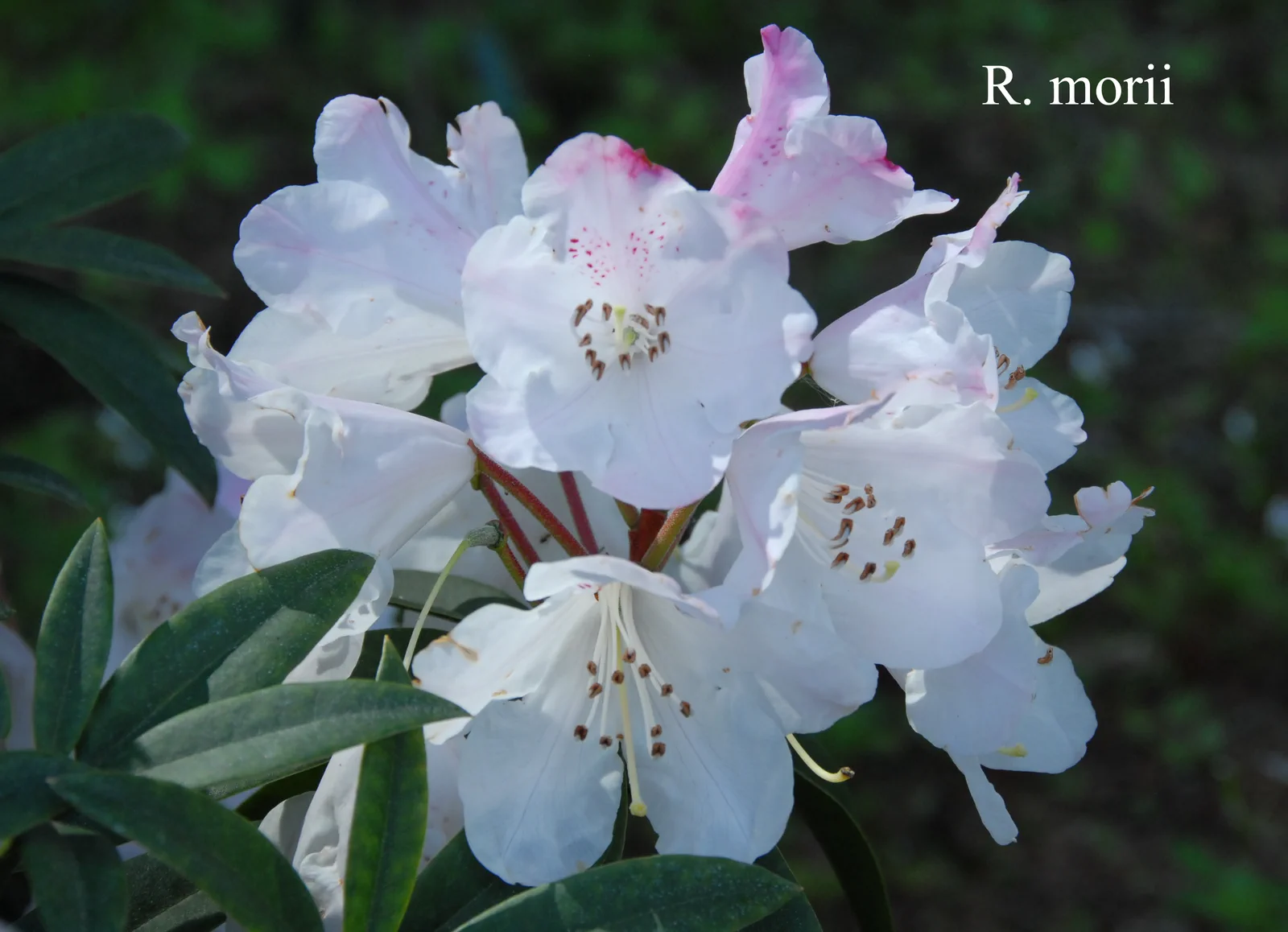R. morii photo of R. morii. Location: Fearing's Farm Nursery, Abbotsford, BC, Canada. Photo by: Harold Fearing