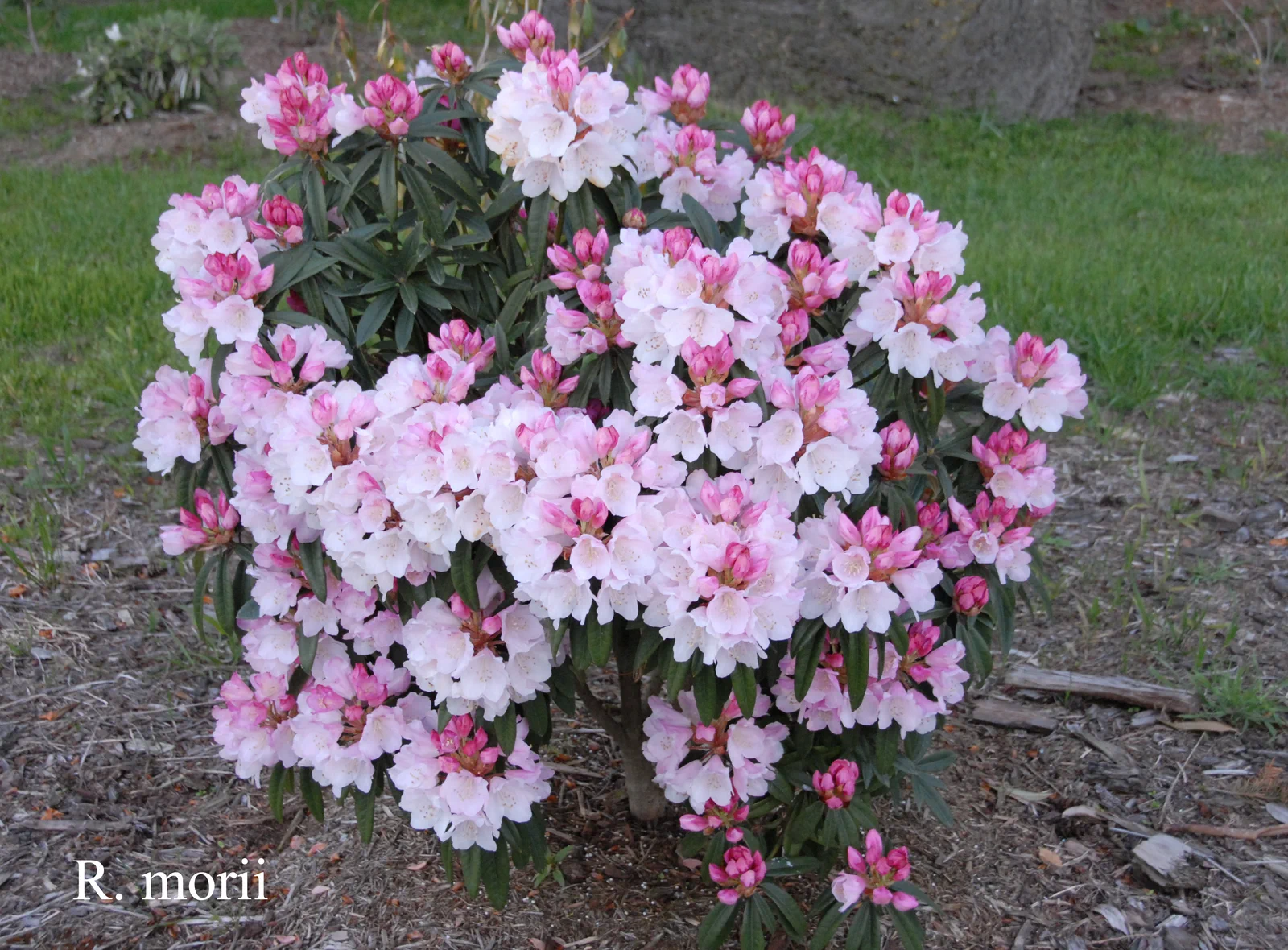 R. morii photo of R. morii. Location: Fearing's Farm Nursery, Abbotsford, BC, Canada. Photo by: Harold Fearing