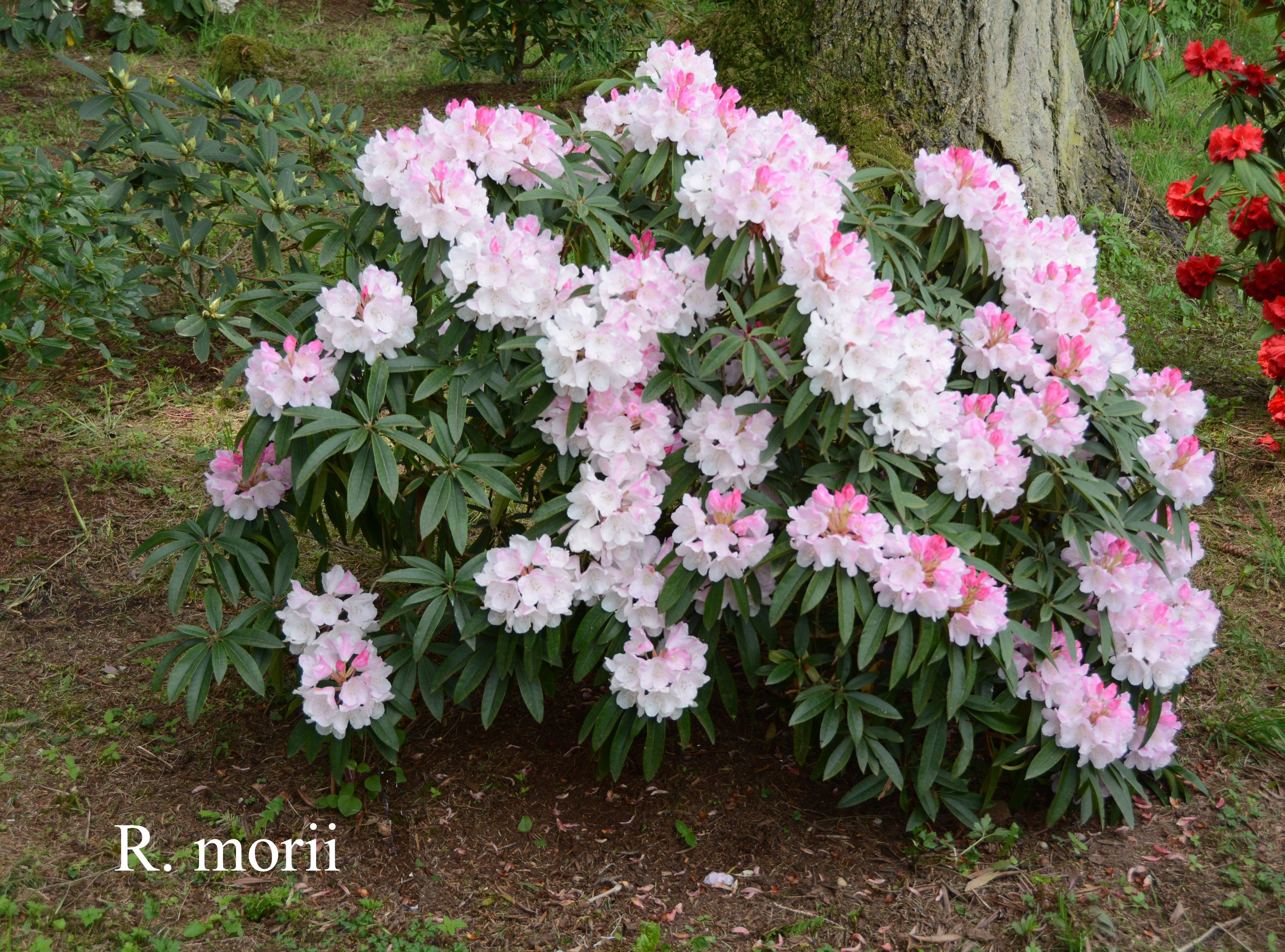 Rhododendron morii photo
