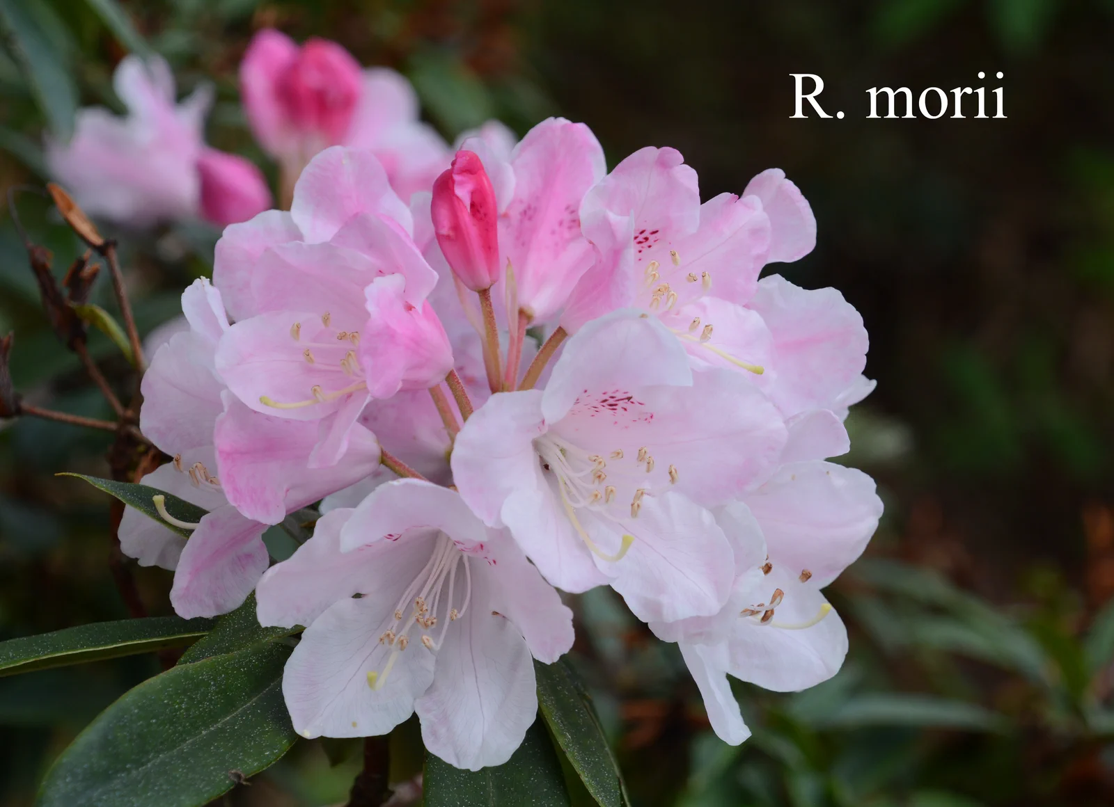 R. morii photo of R. morii. Location: Fearing's Farm Nursery, Abbotsford, BC, Canada. Photo by: Harold Fearing