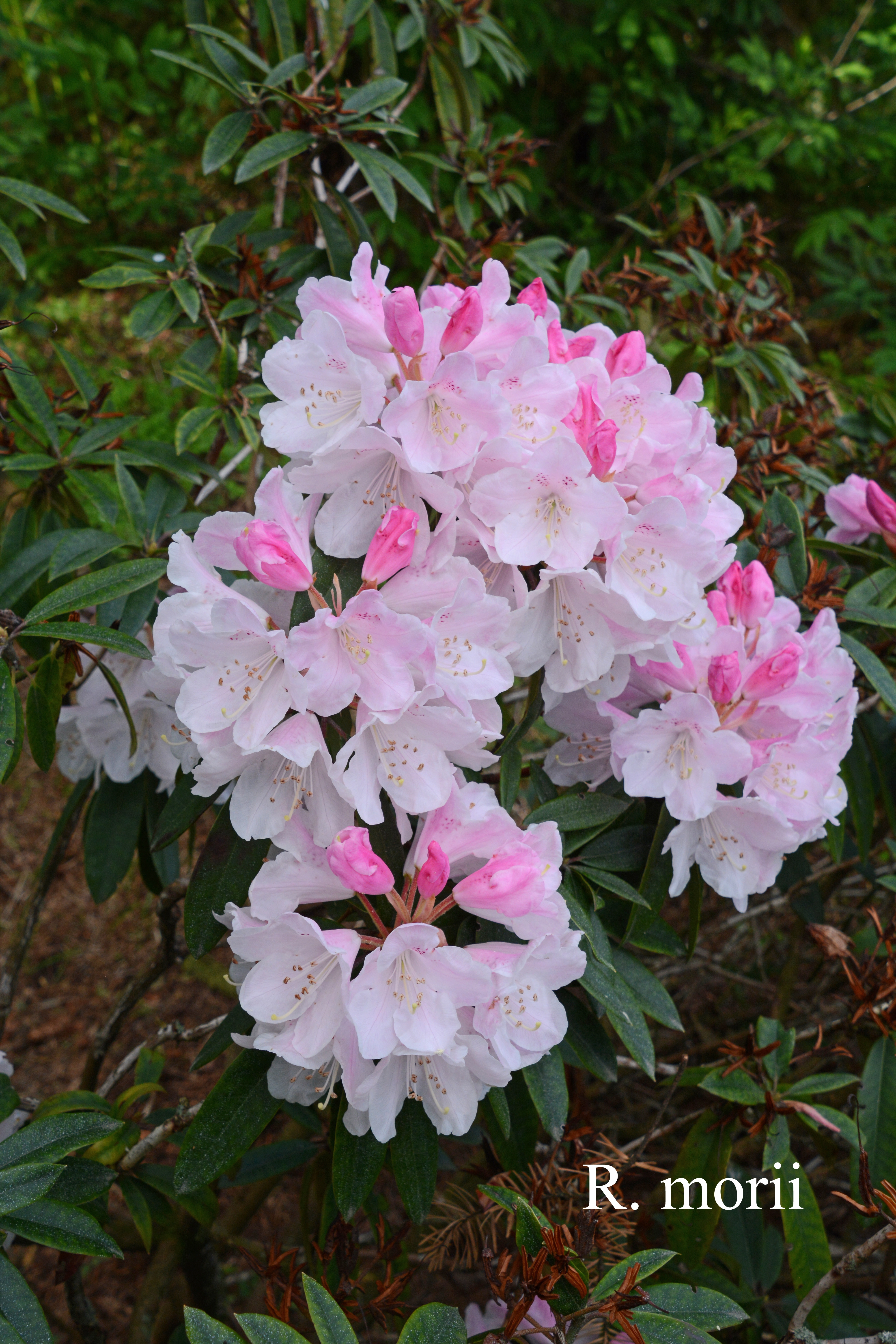Rhododendron morii photo