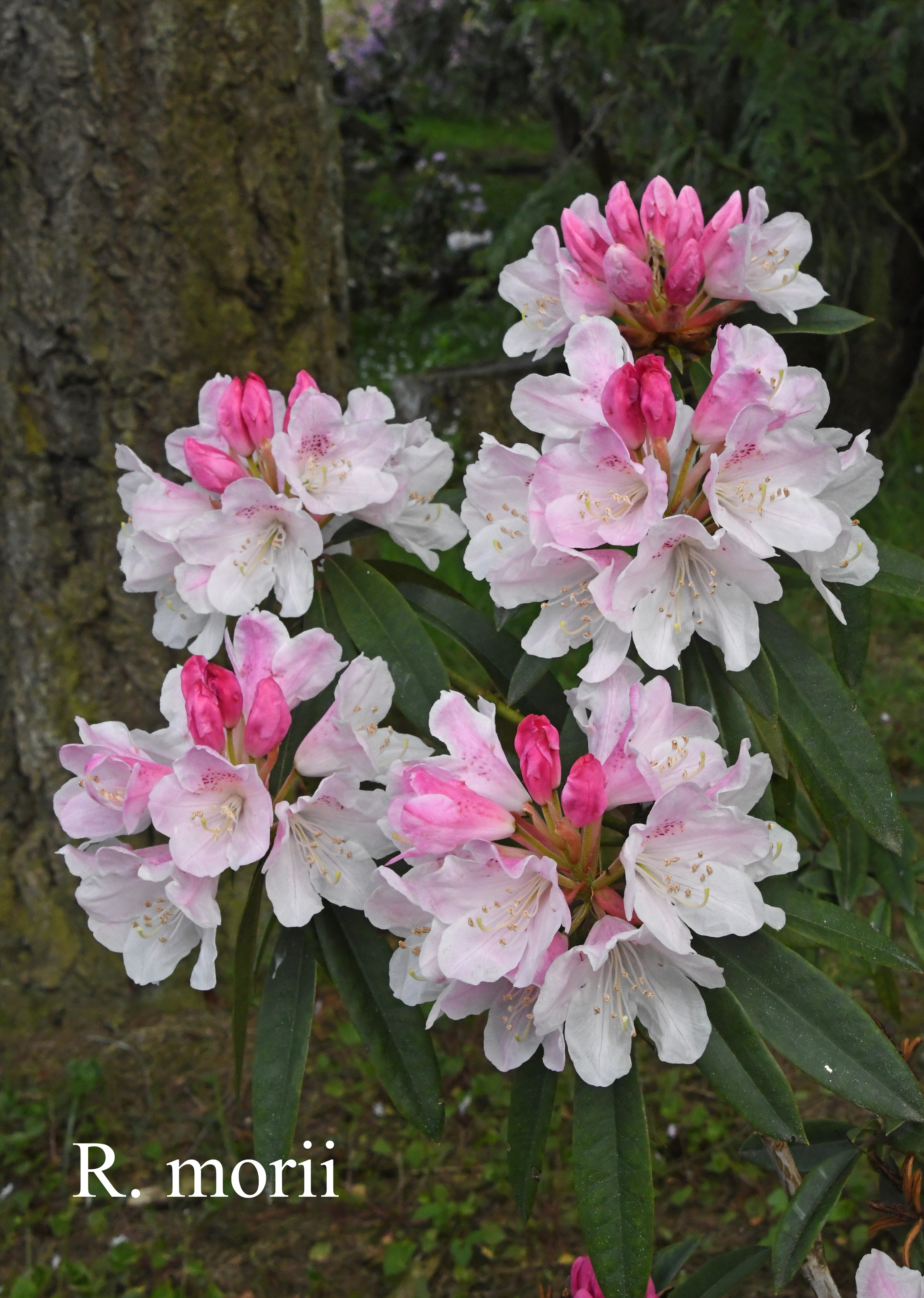 Rhododendron morii photo