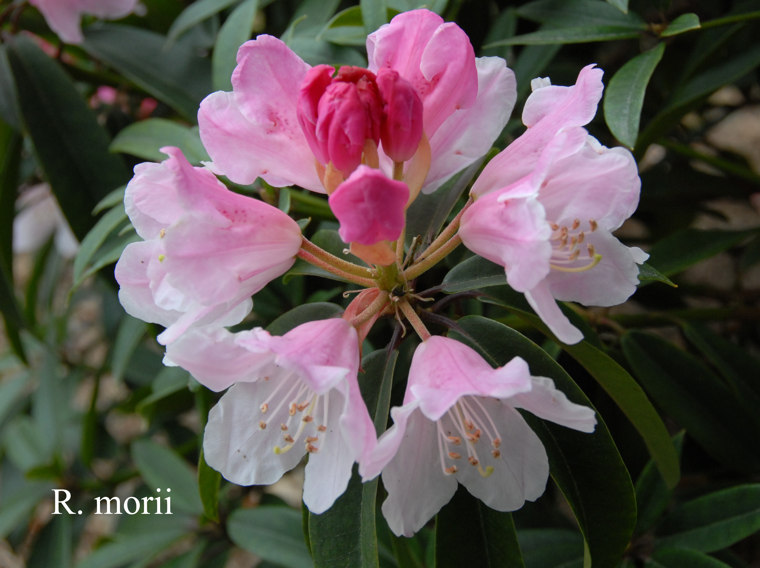 Rhododendron morii photo