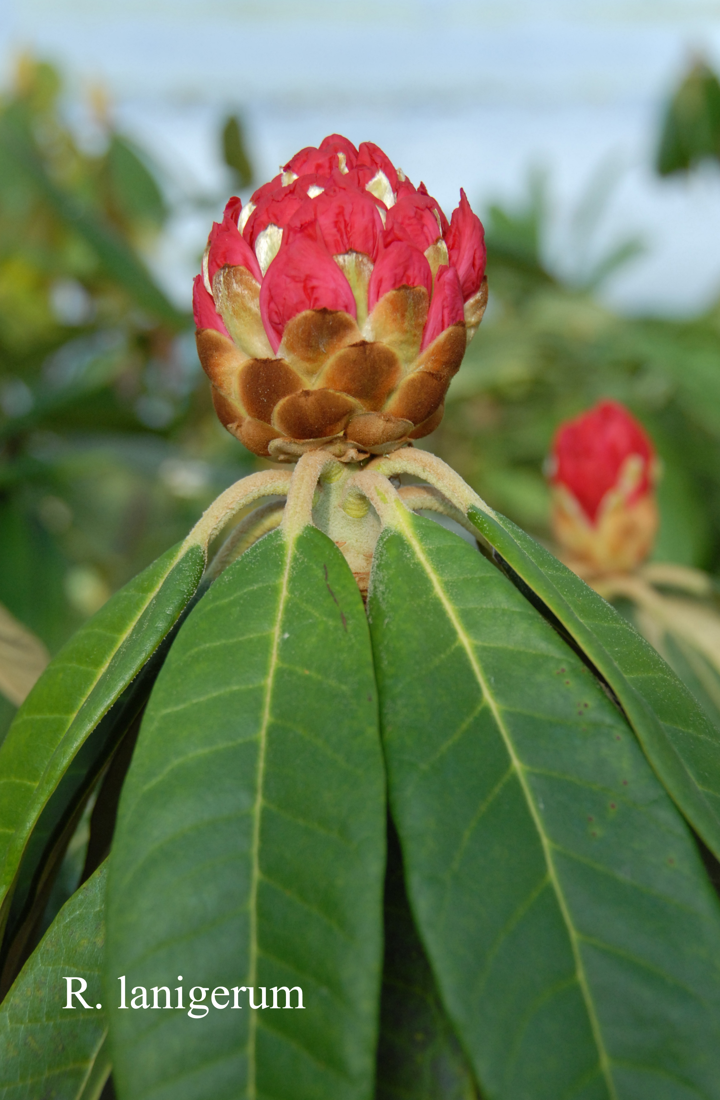 Rhododendron lanigerum photo