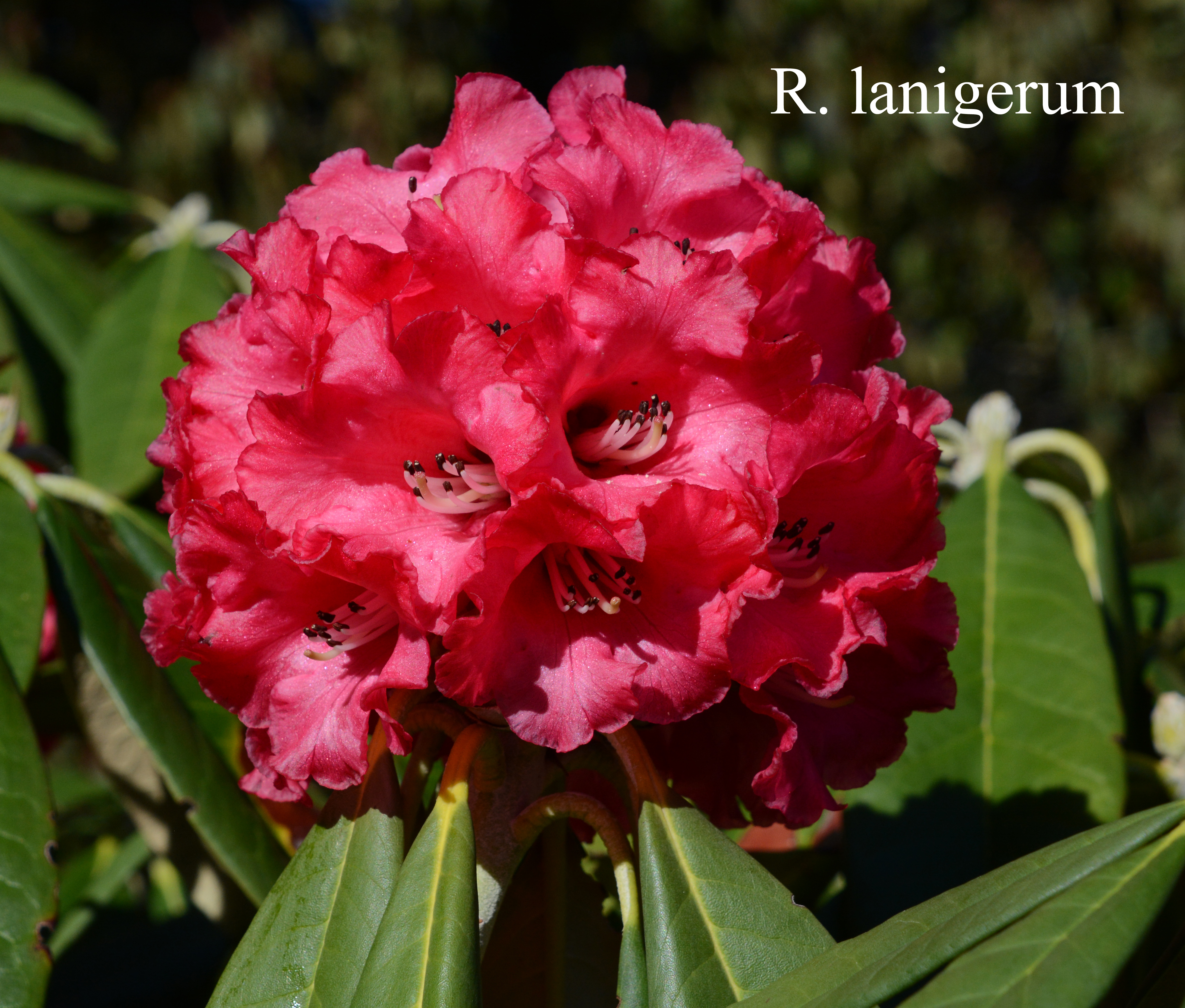 Rhododendron lanigerum photo