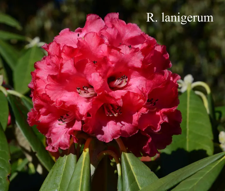 Photo of R. lanigerum, Species
