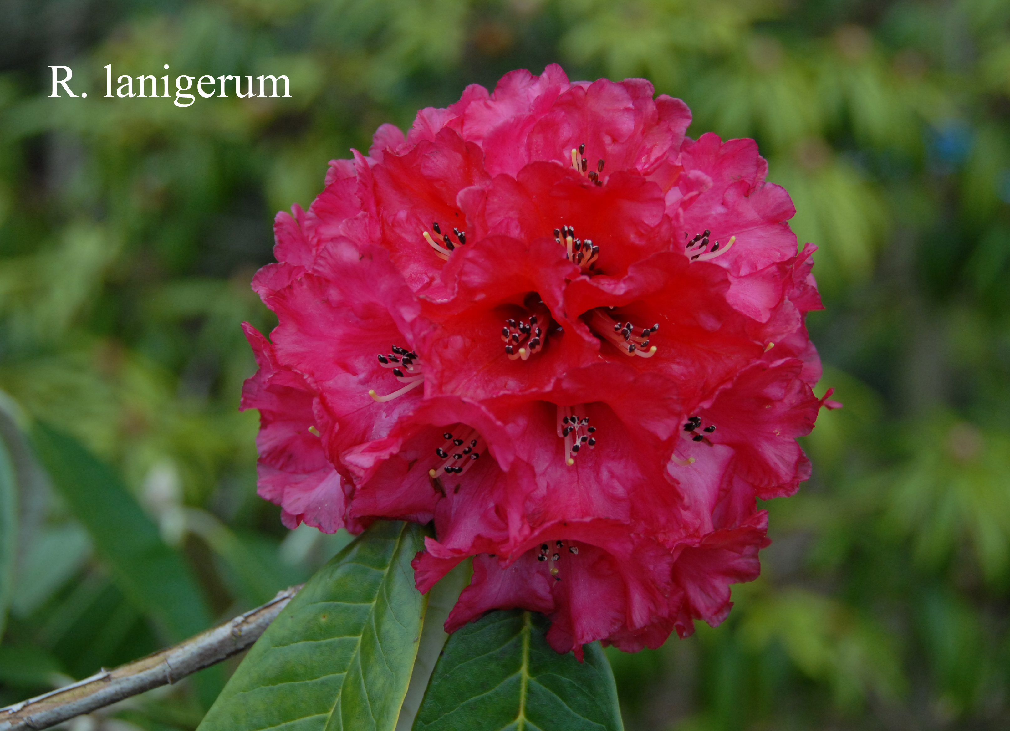 Rhododendron lanigerum photo