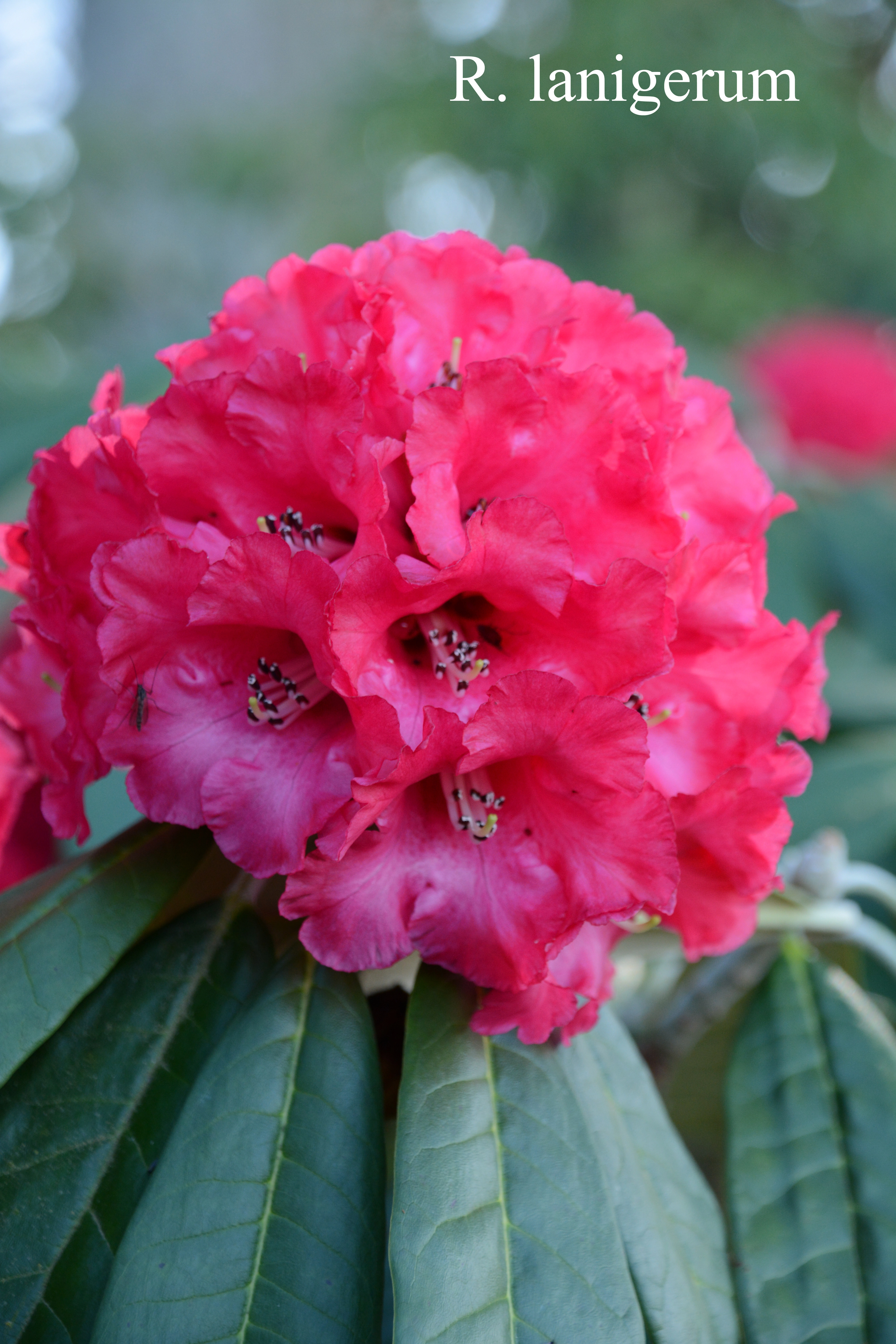 Rhododendron lanigerum photo