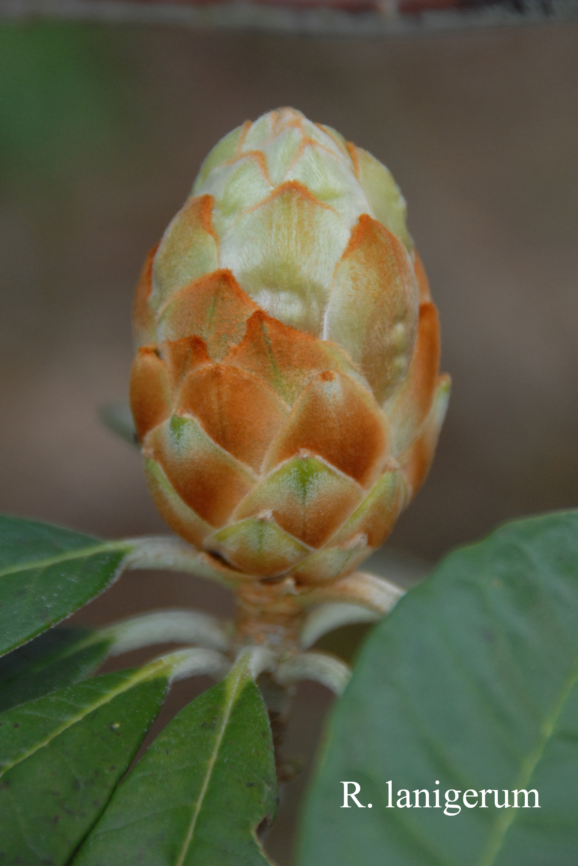 Rhododendron lanigerum photo