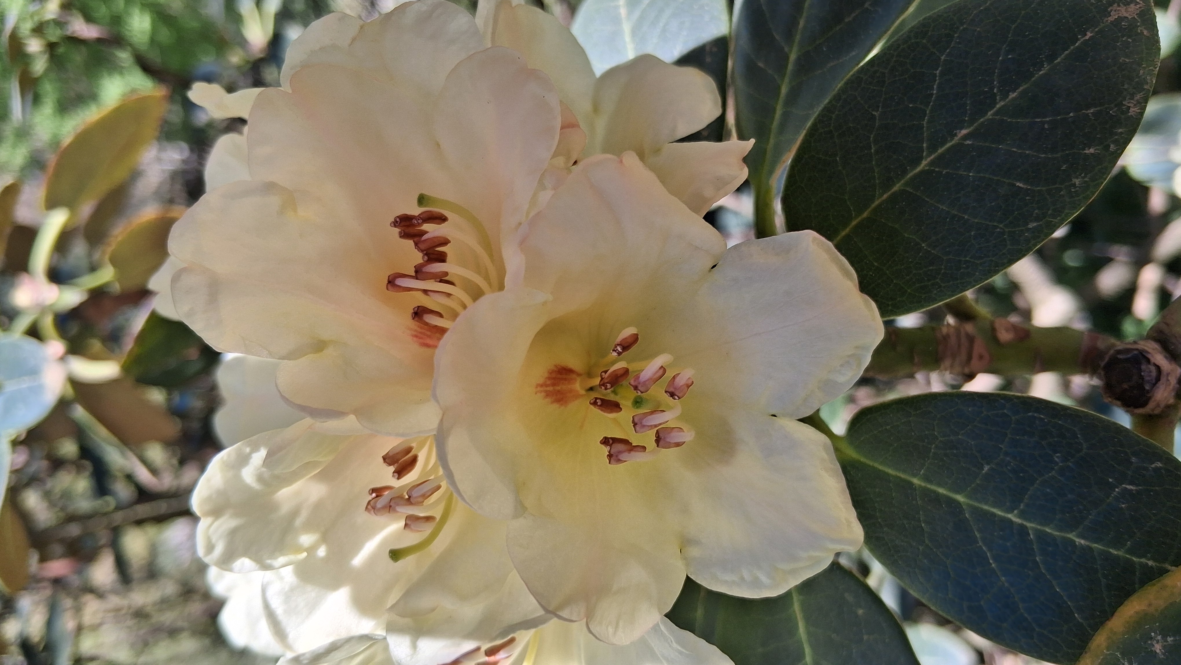 Rhododendron lacteum photo