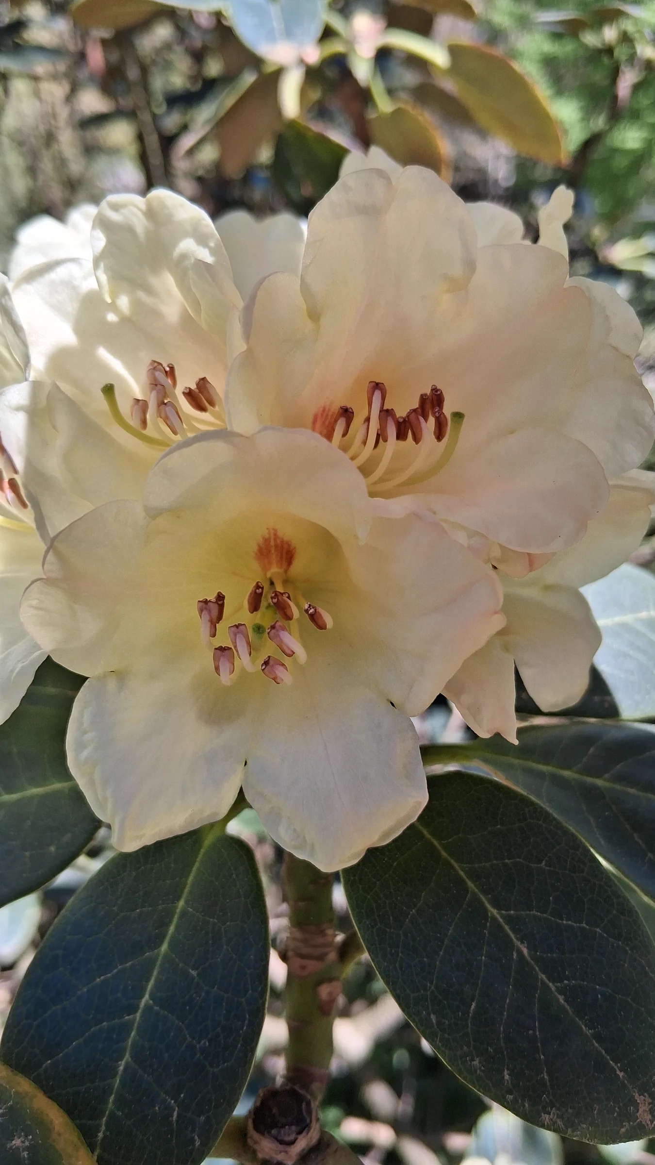 R. lacteum photo of R. lacteum. R. lacteum flowers close shot.. Location: Rhododendron Species Botanical Garden. Photo by: Thatrhodylady