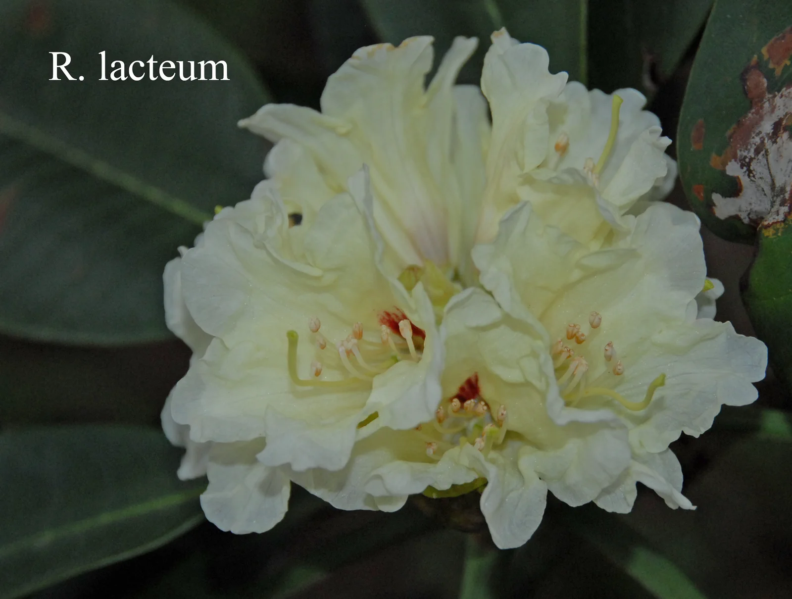 R. lacteum photo of R. lacteum. Location: Fearing's Farm Nursery, Abbotsford, BC, Canada. Photo by: Harold Fearing