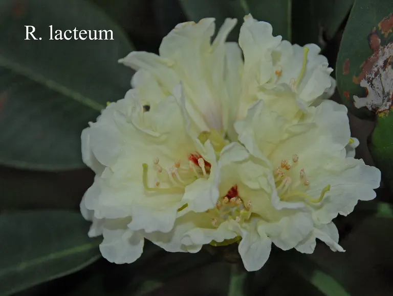 Photo of R. lacteum, Species