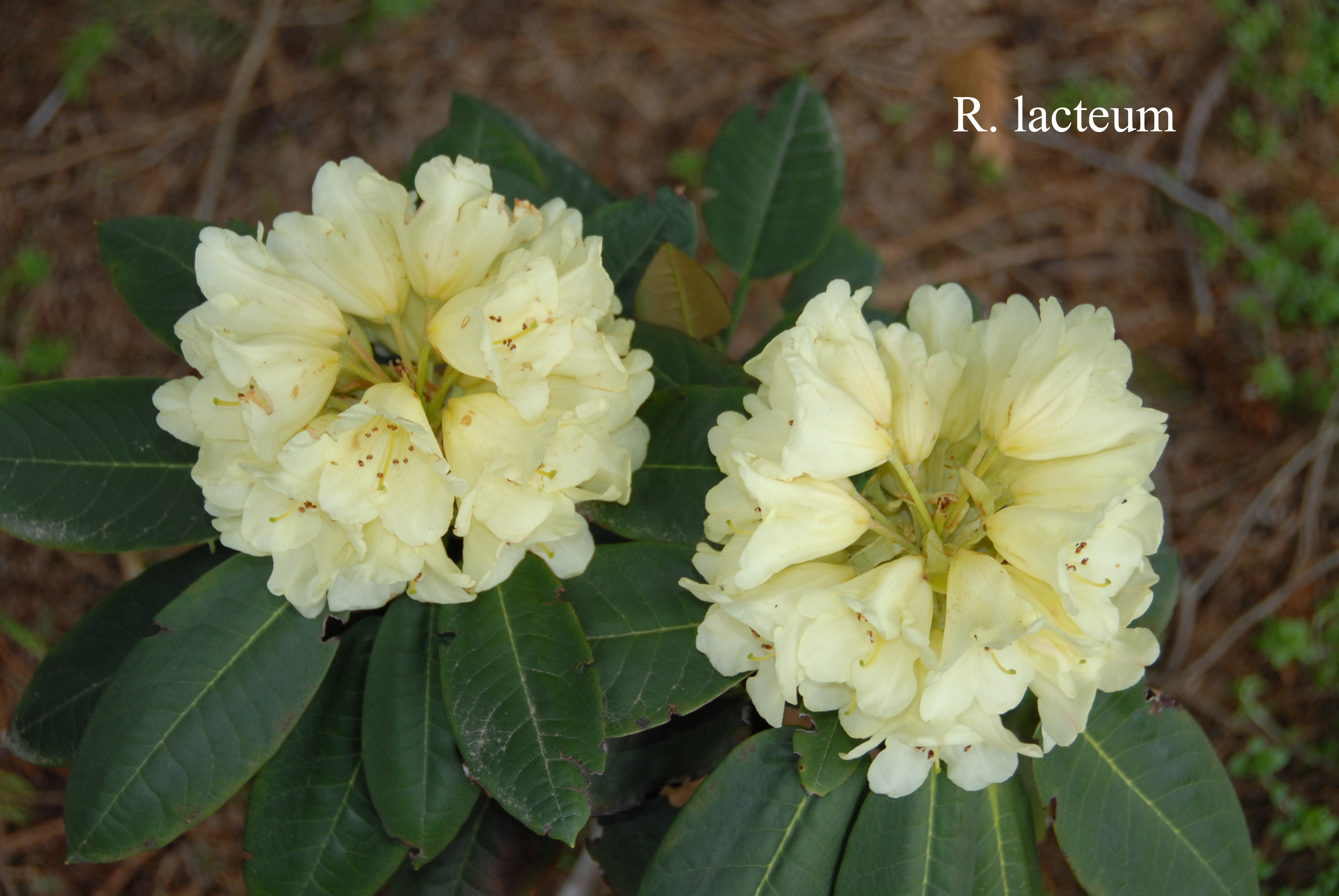 Rhododendron lacteum photo