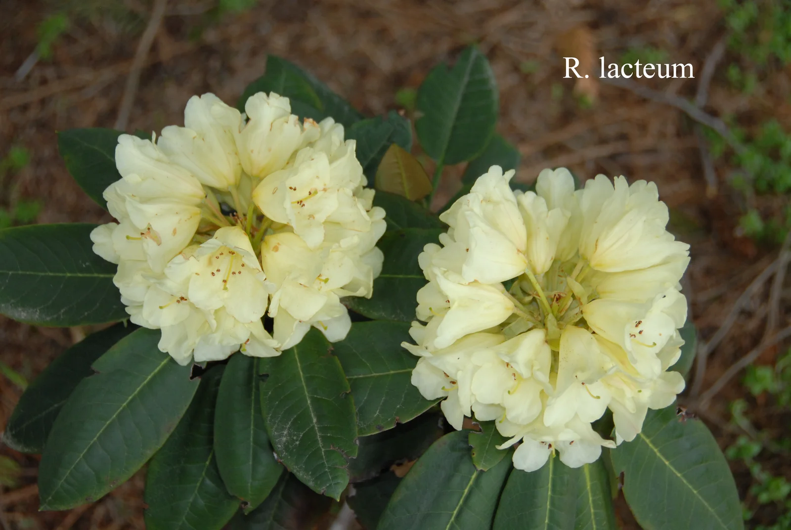R. lacteum photo of R. lacteum. Location: Fearing's Farm Nursery, Abbotsford, BC, Canada. Photo by: Harold Fearing