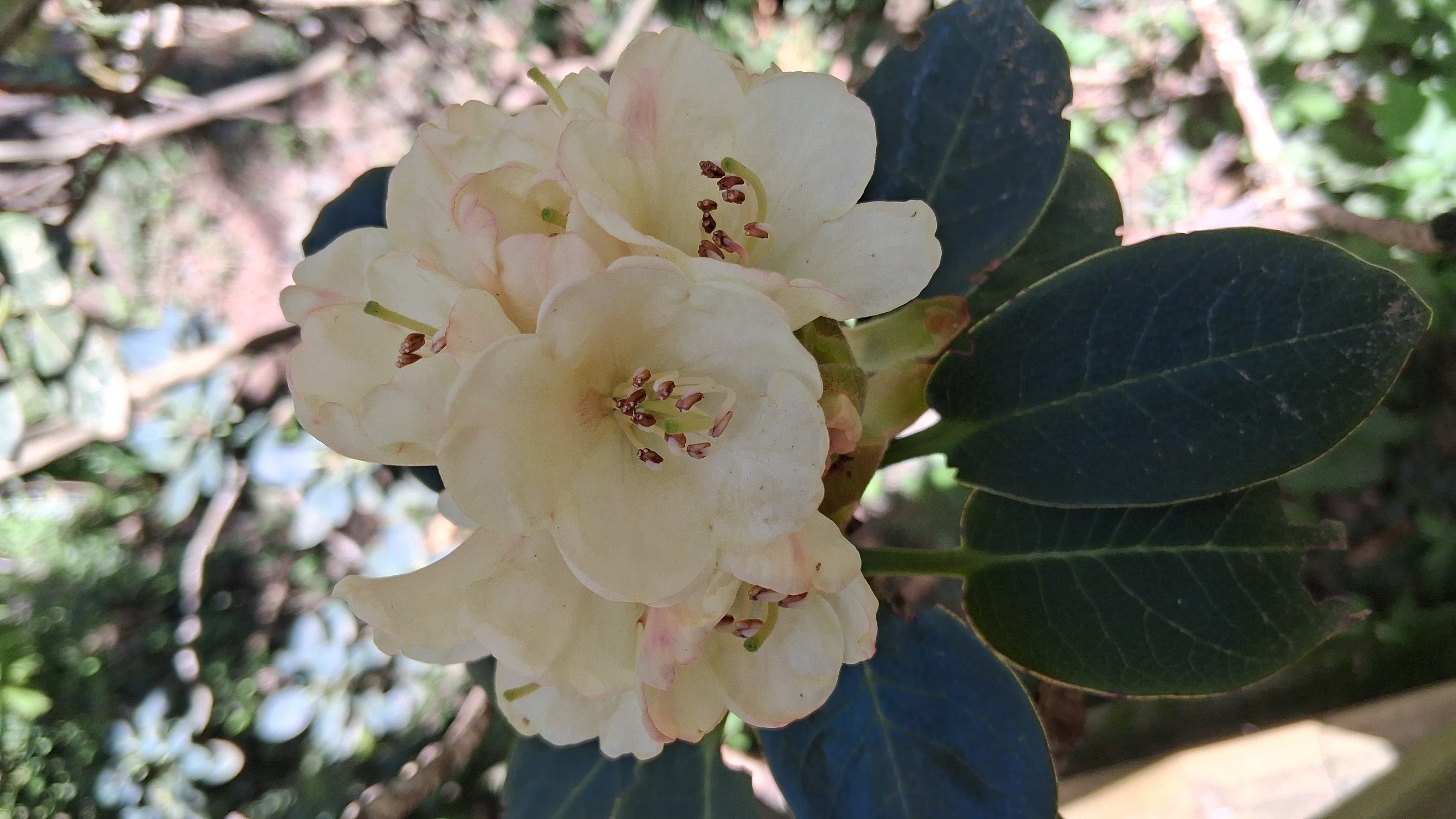 Rhododendron lacteum photo