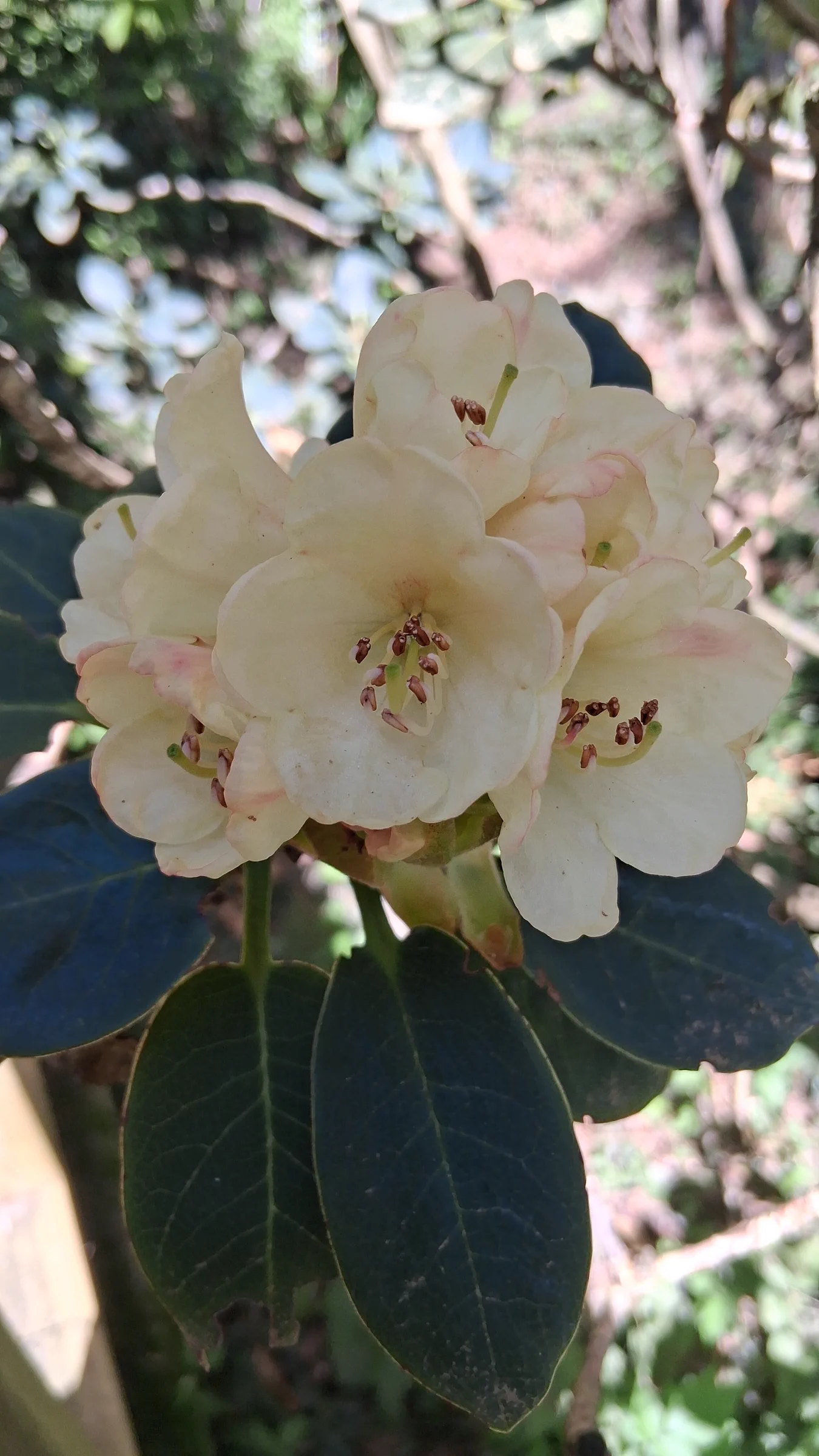 R. lacteum photo of R. lacteum. R. lacteum flower truss and leaves.. Location: Rhododendron Species Botanical Garden. Photo by: Thatrhodylady