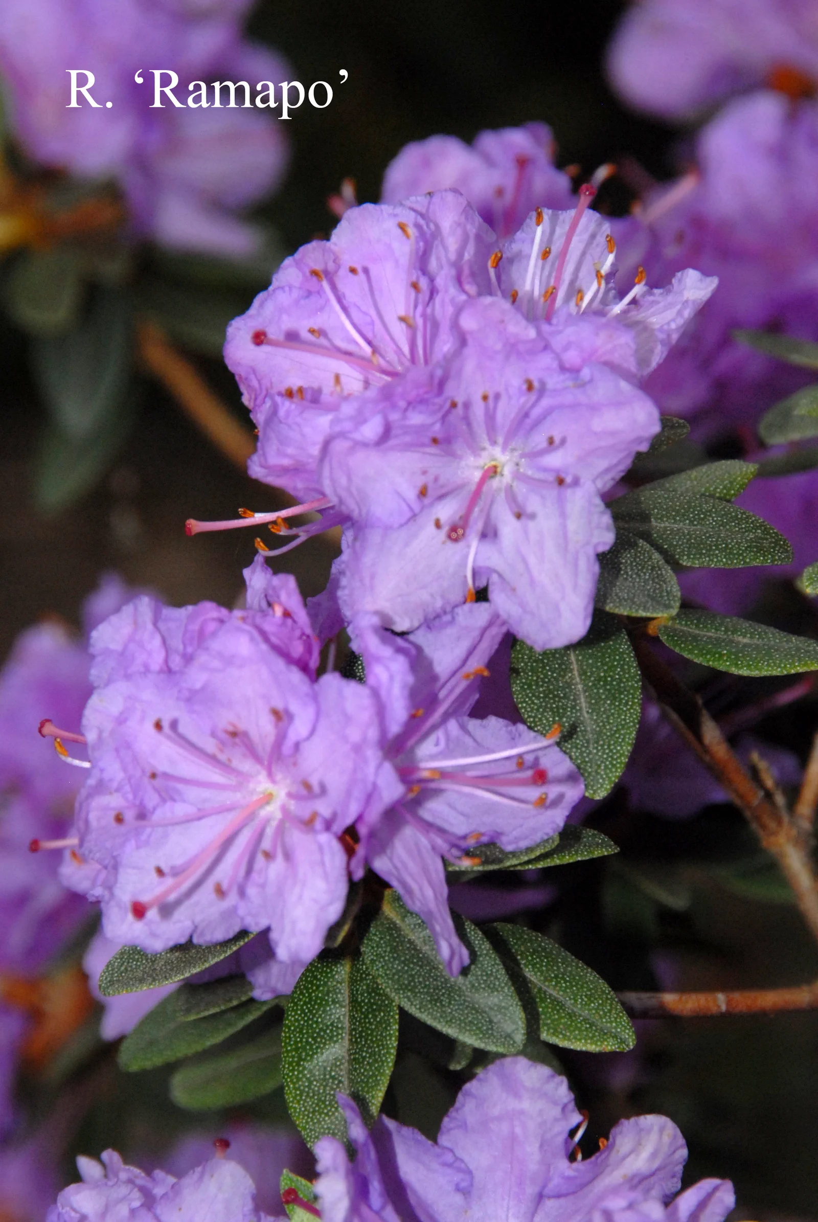 R. 'Ramapo' photo of R. 'Ramapo'. Location: Fearing's Farm Nursery, Abbotsford, BC, Canada. Photo by: Harold Fearing