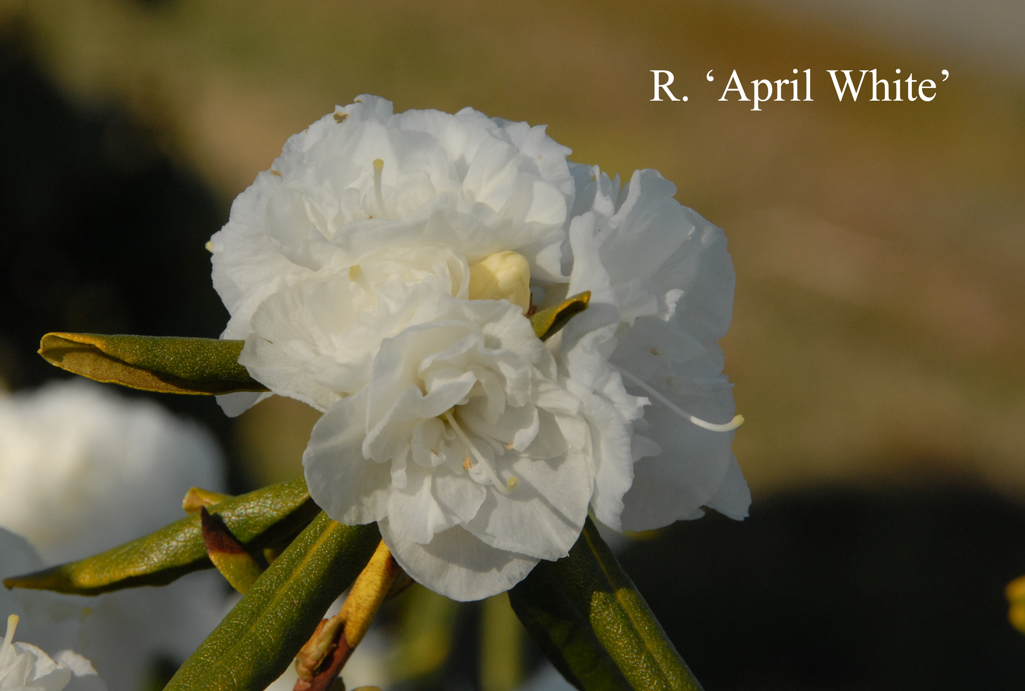 Rhododendron April White photo