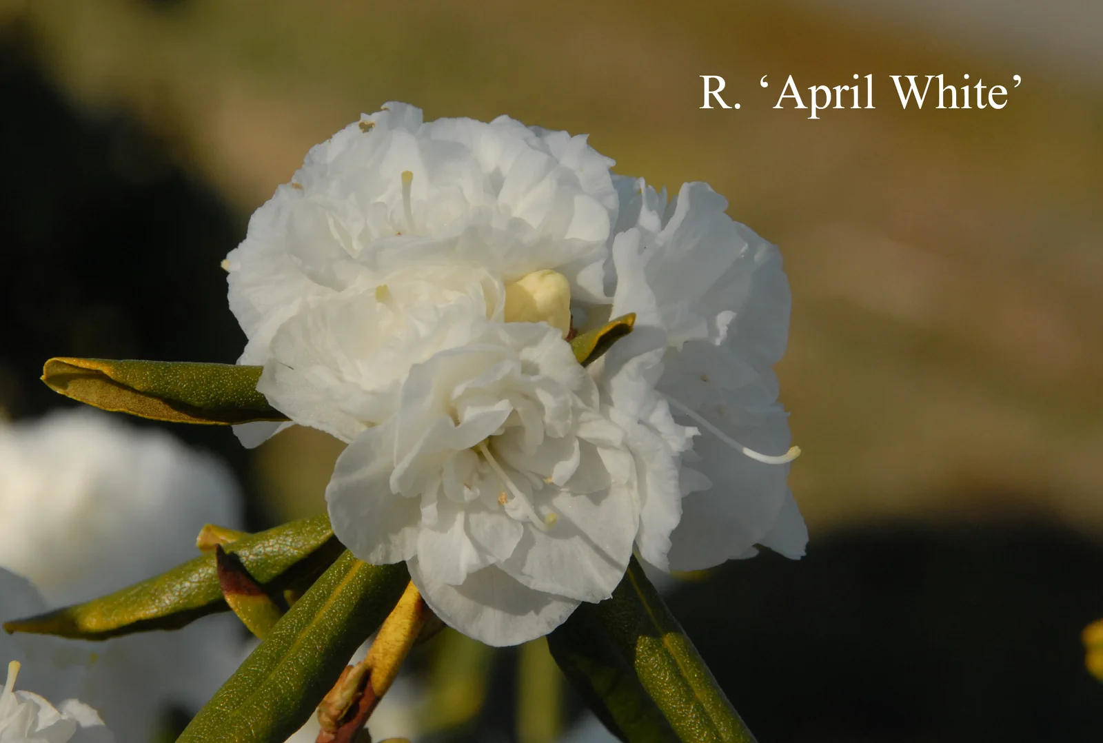 R. 'April White' photo of R. 'April White'. Location: Fearing's Farm Nursery, Abbotsford, BC, Canada. Photo by: Harold Fearing