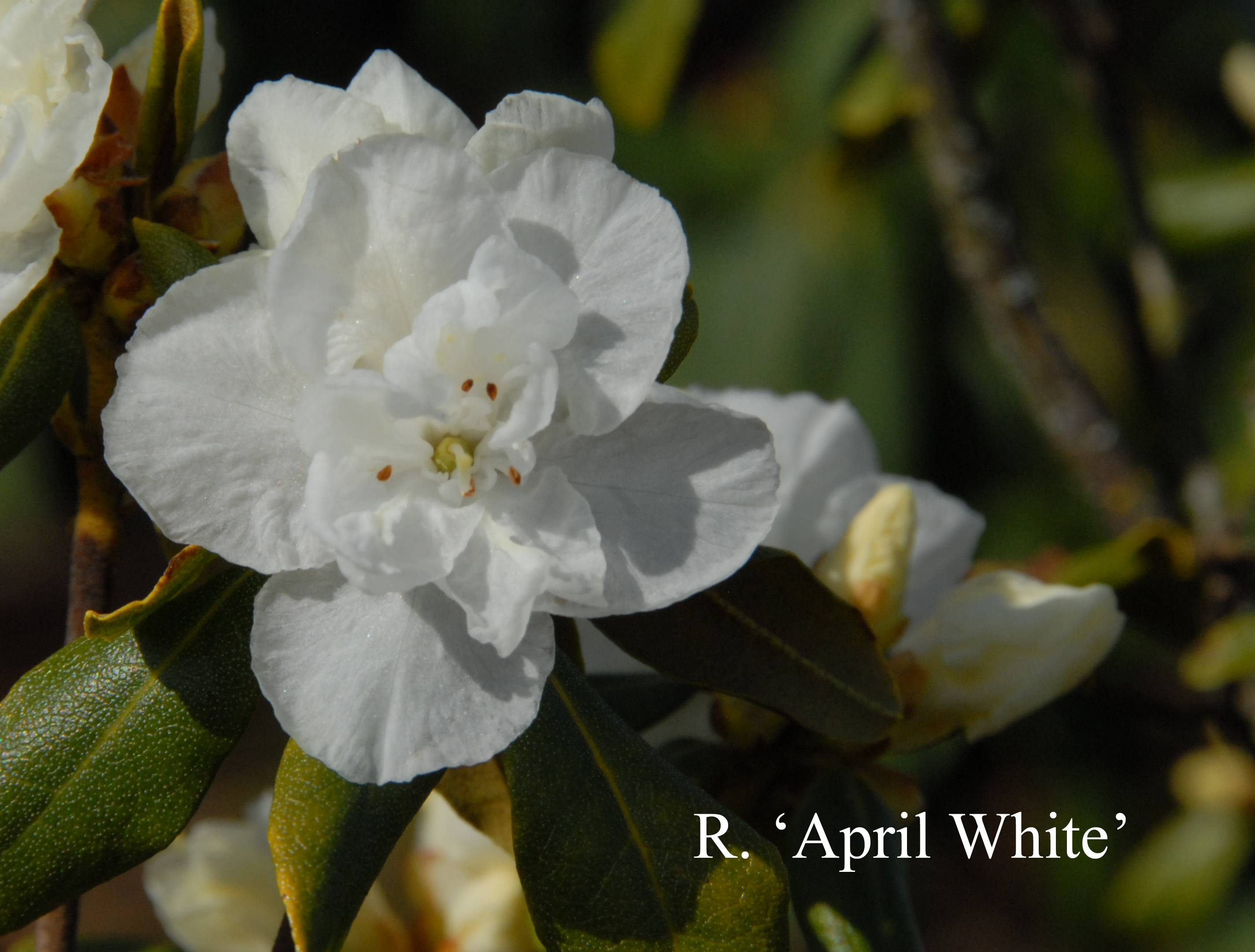 Rhododendron April White photo