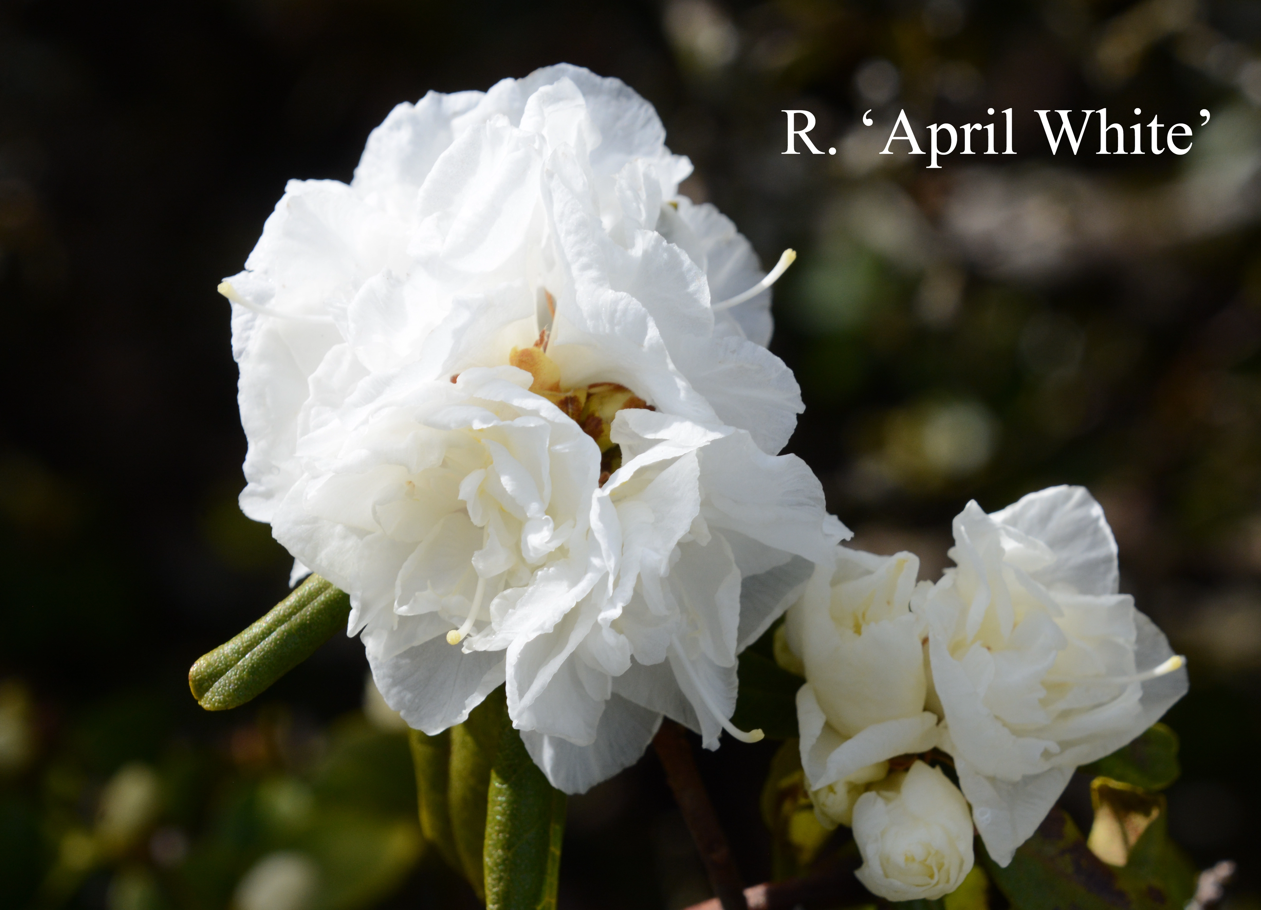 Rhododendron April White photo