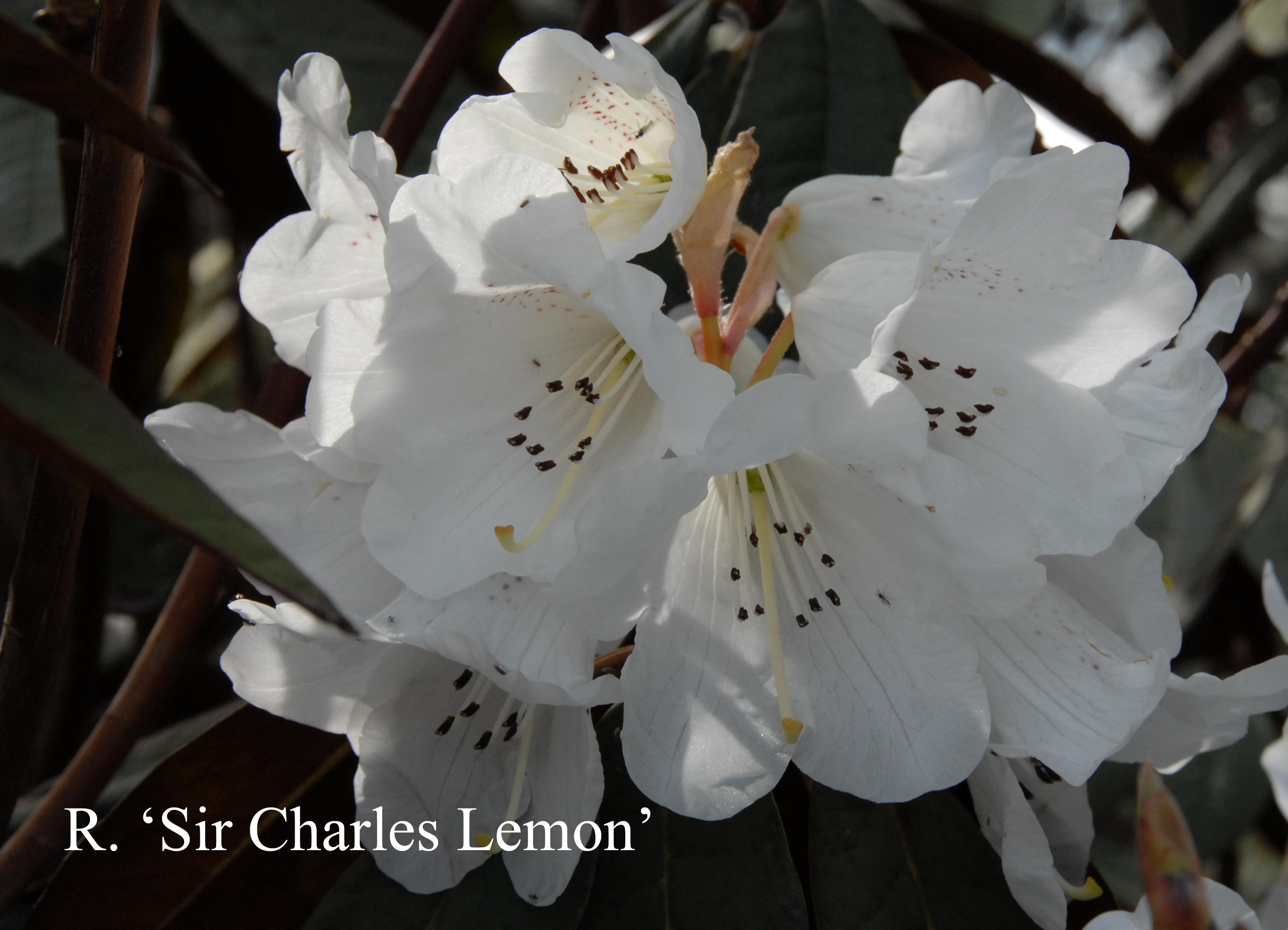 Rhododendron Sir Charles Lemon photo