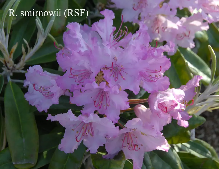 Photo of R. smirnowii, Species